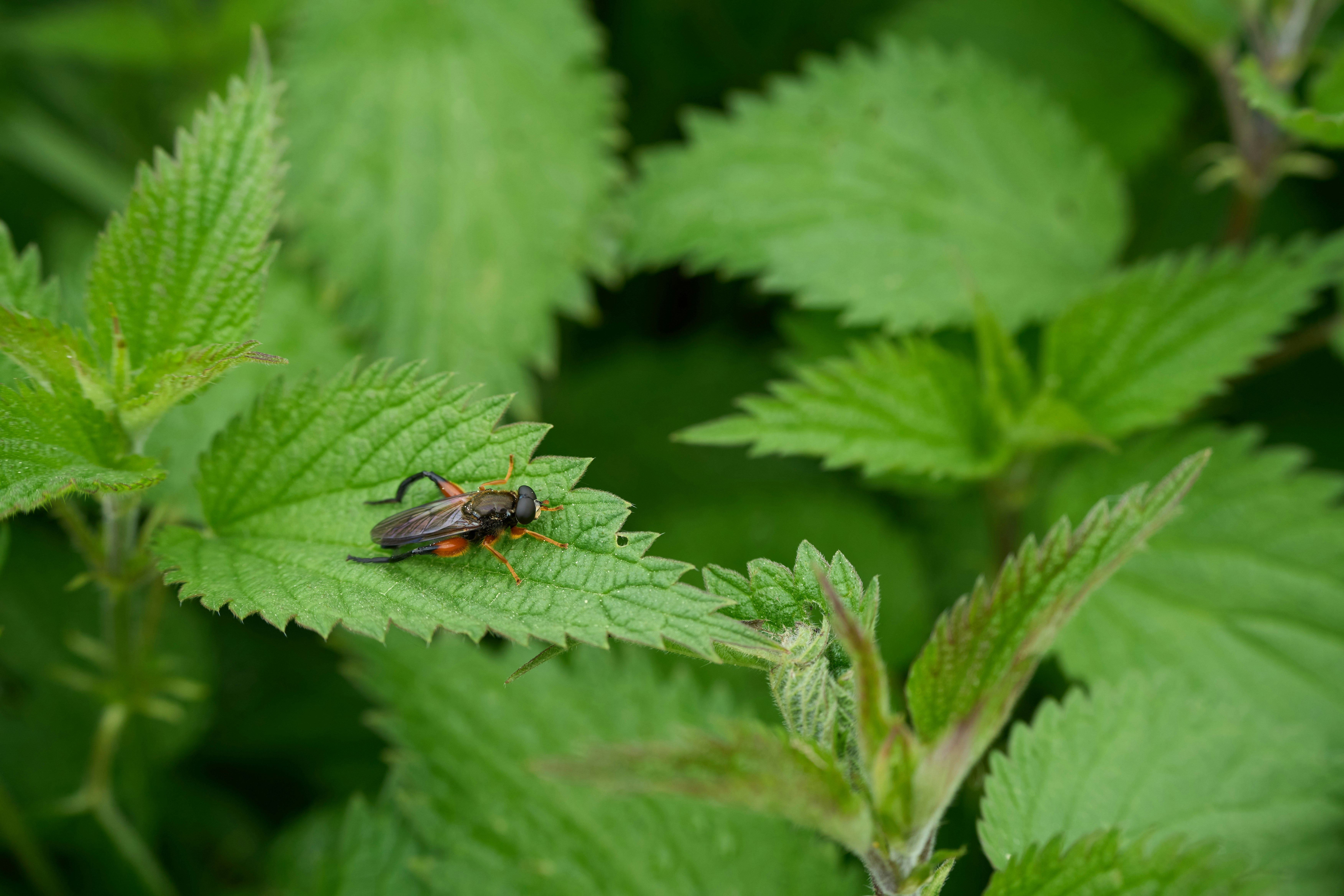 Photo by wolfgang_hasselmann