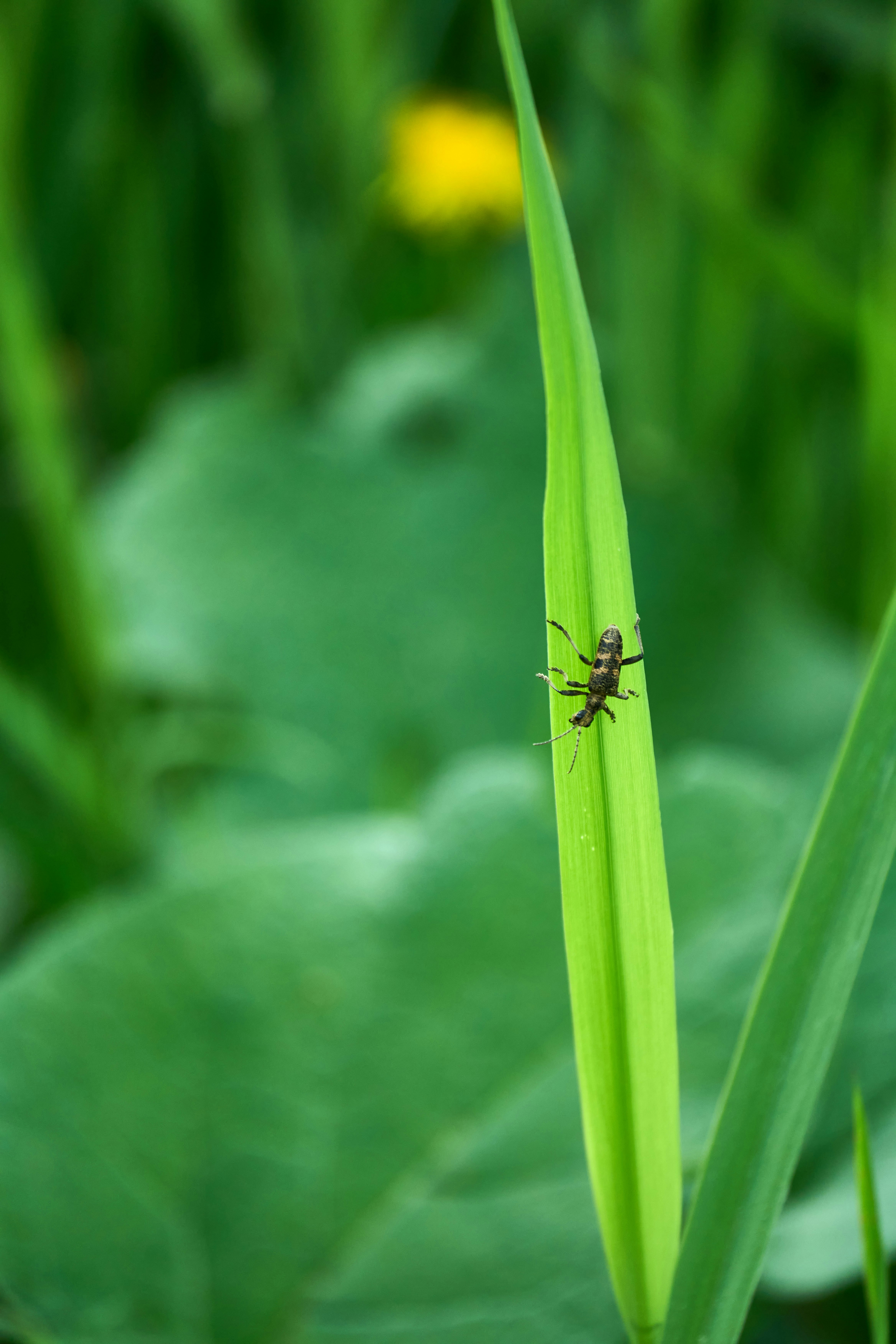 Photo by wolfgang_hasselmann