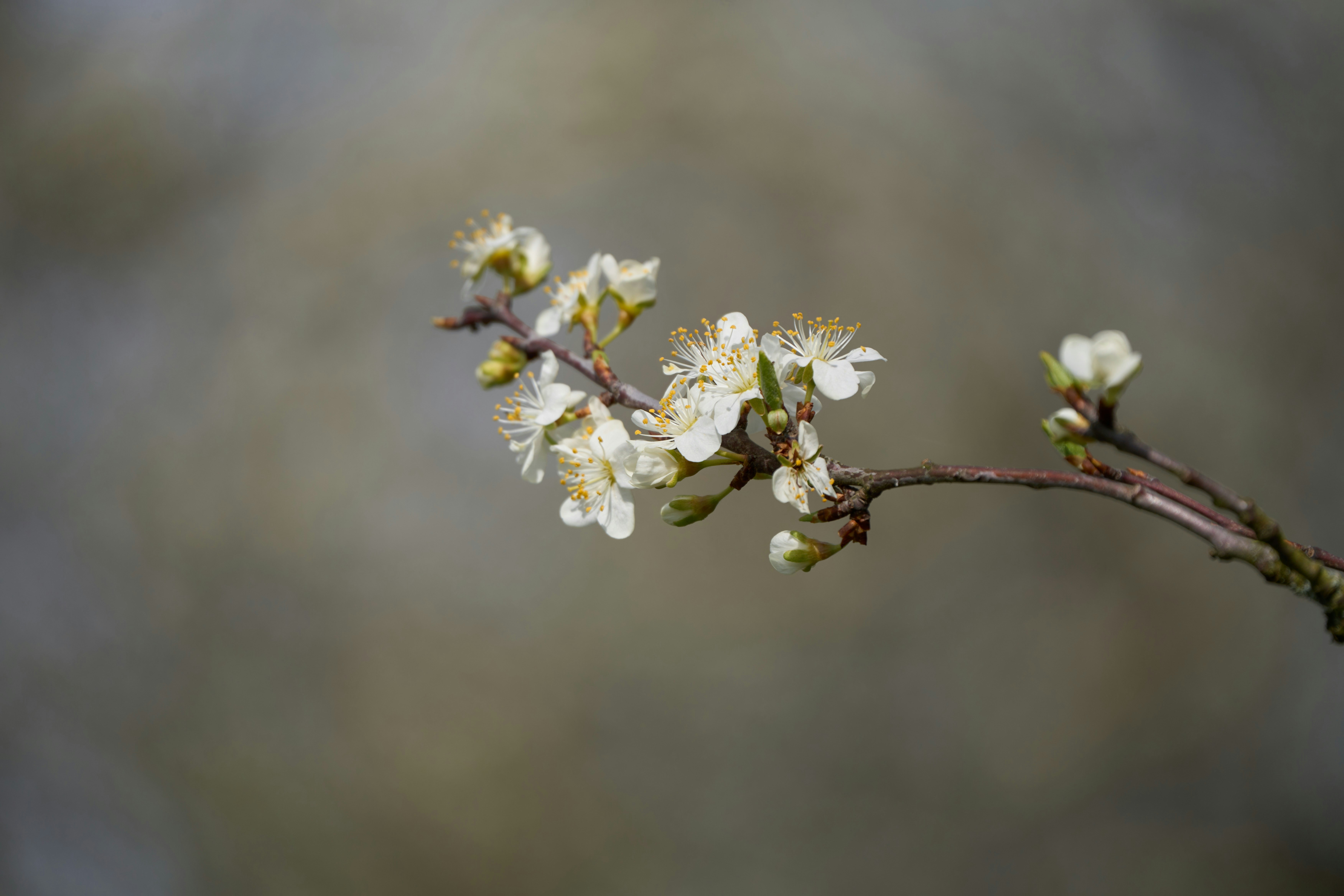 Photo by wolfgang_hasselmann