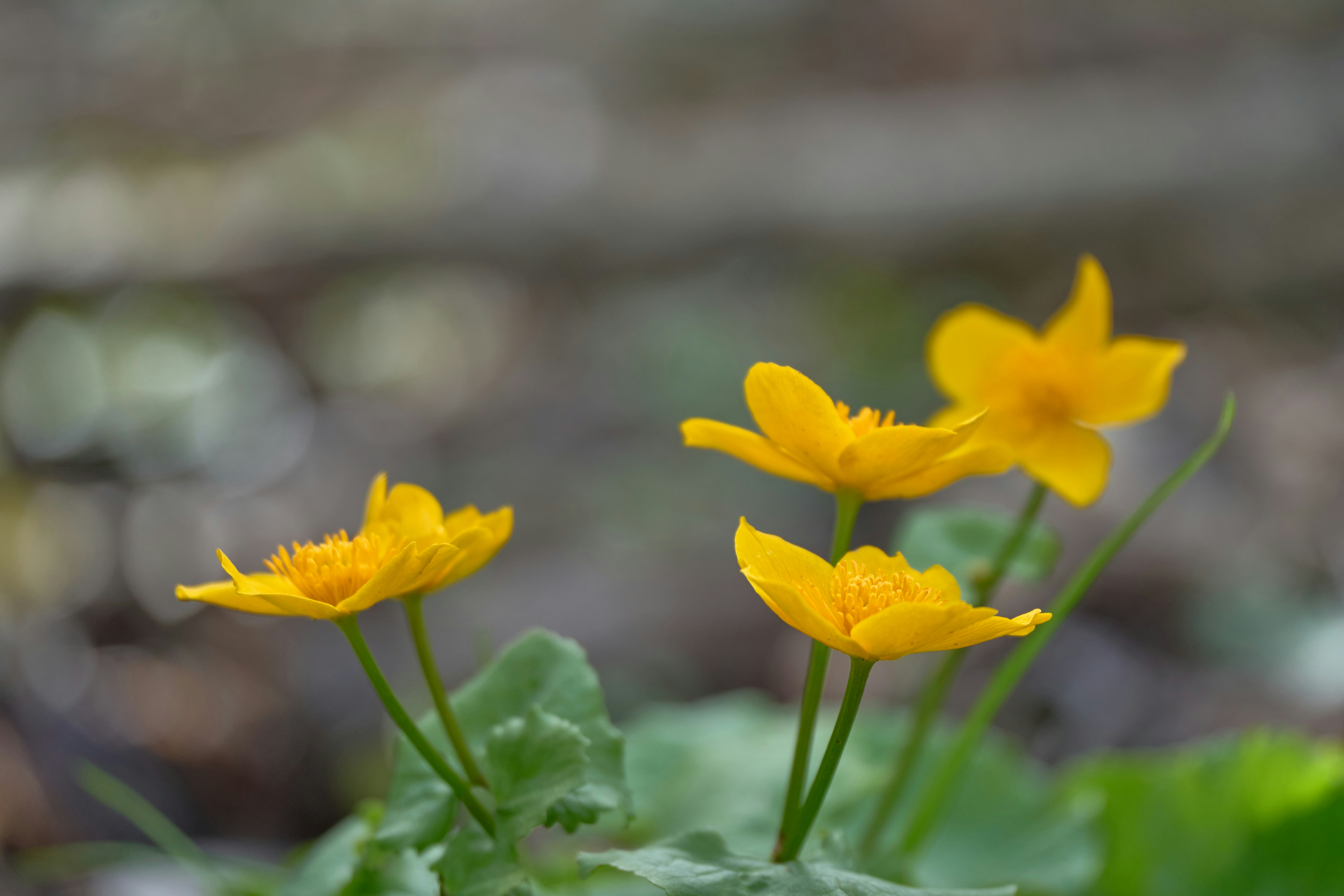 Photo by wolfgang_hasselmann