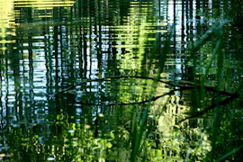 A duck floating on top of a body of water