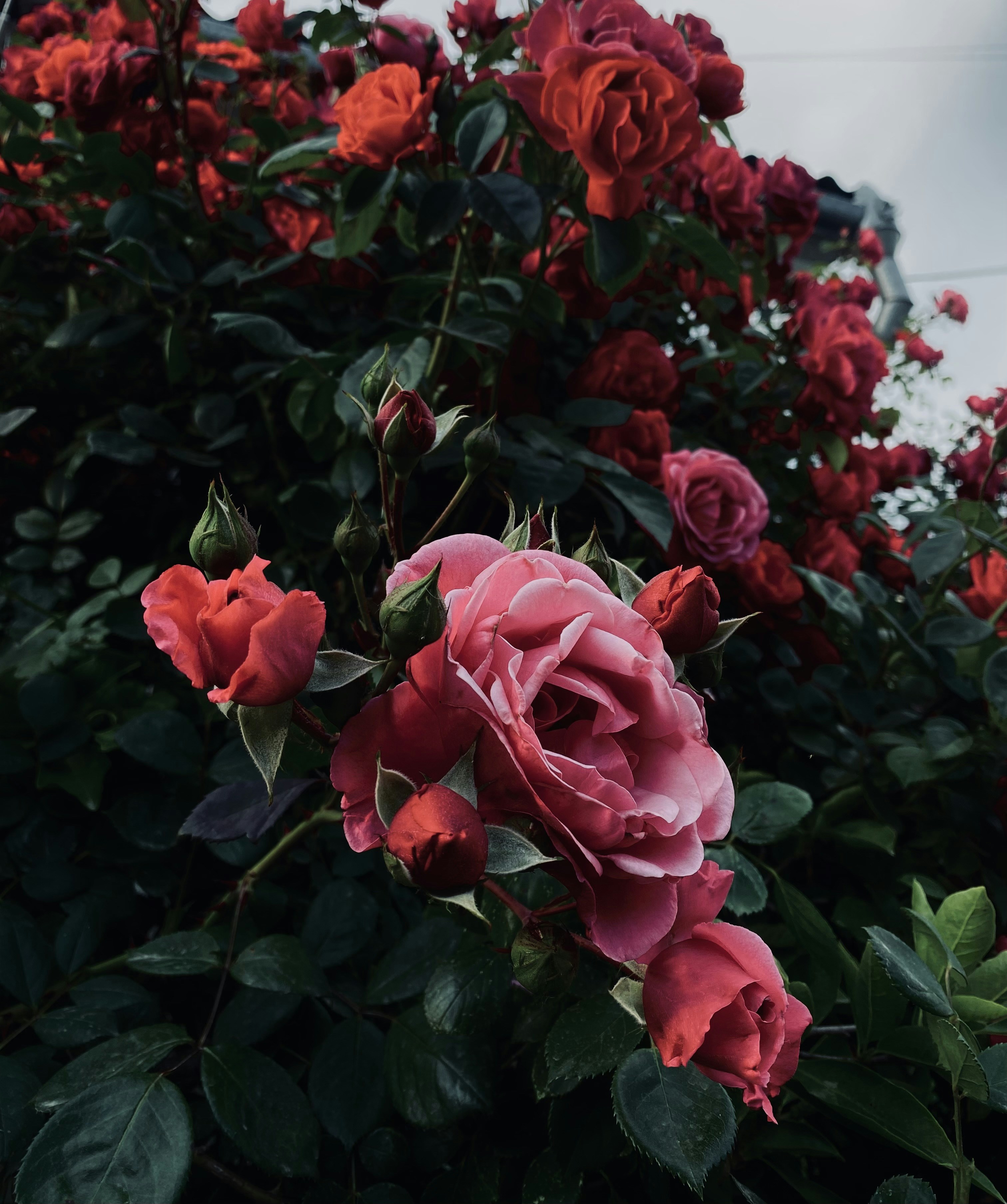 Photo by kozadereza25