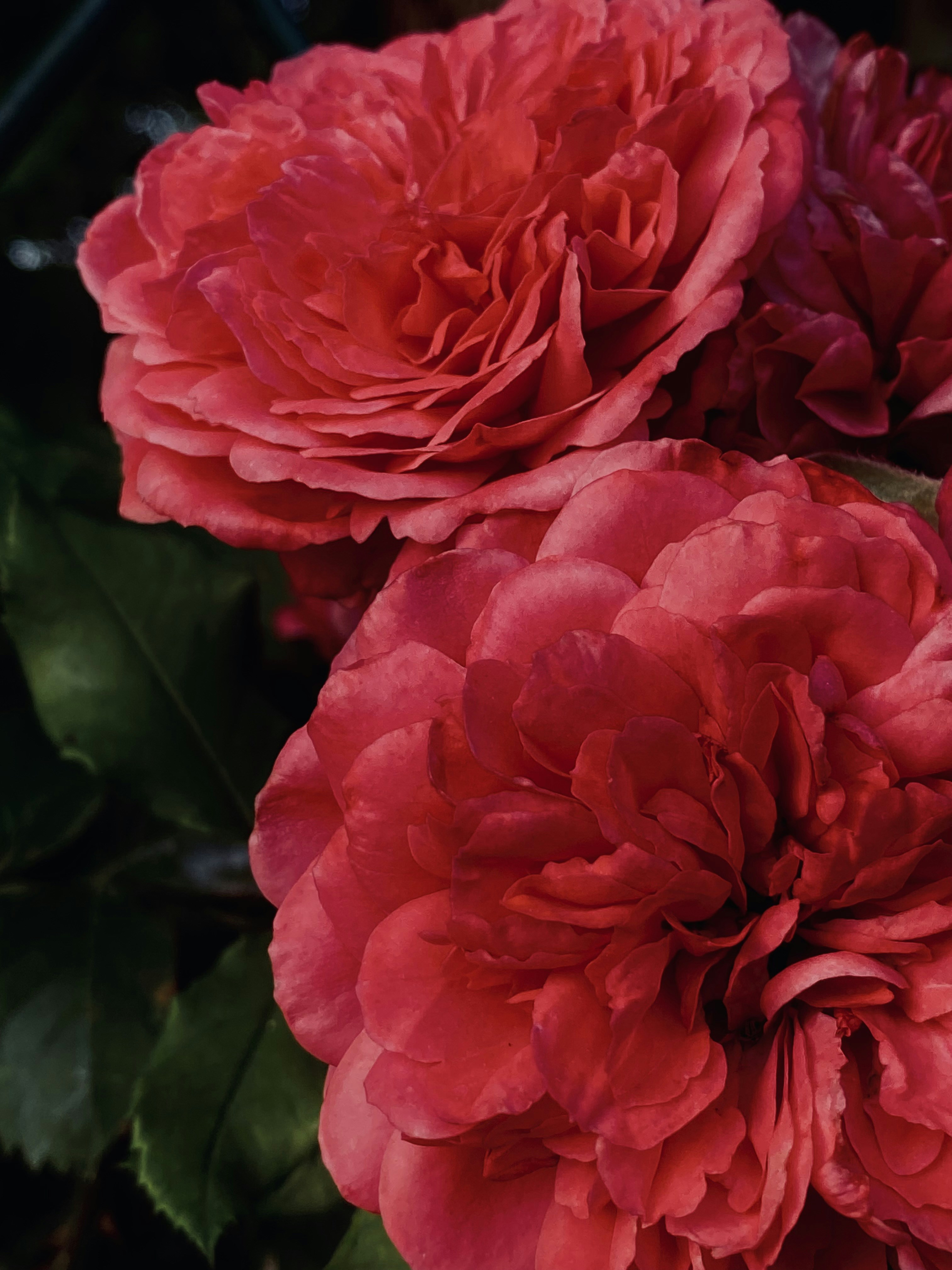 Photo by kozadereza25