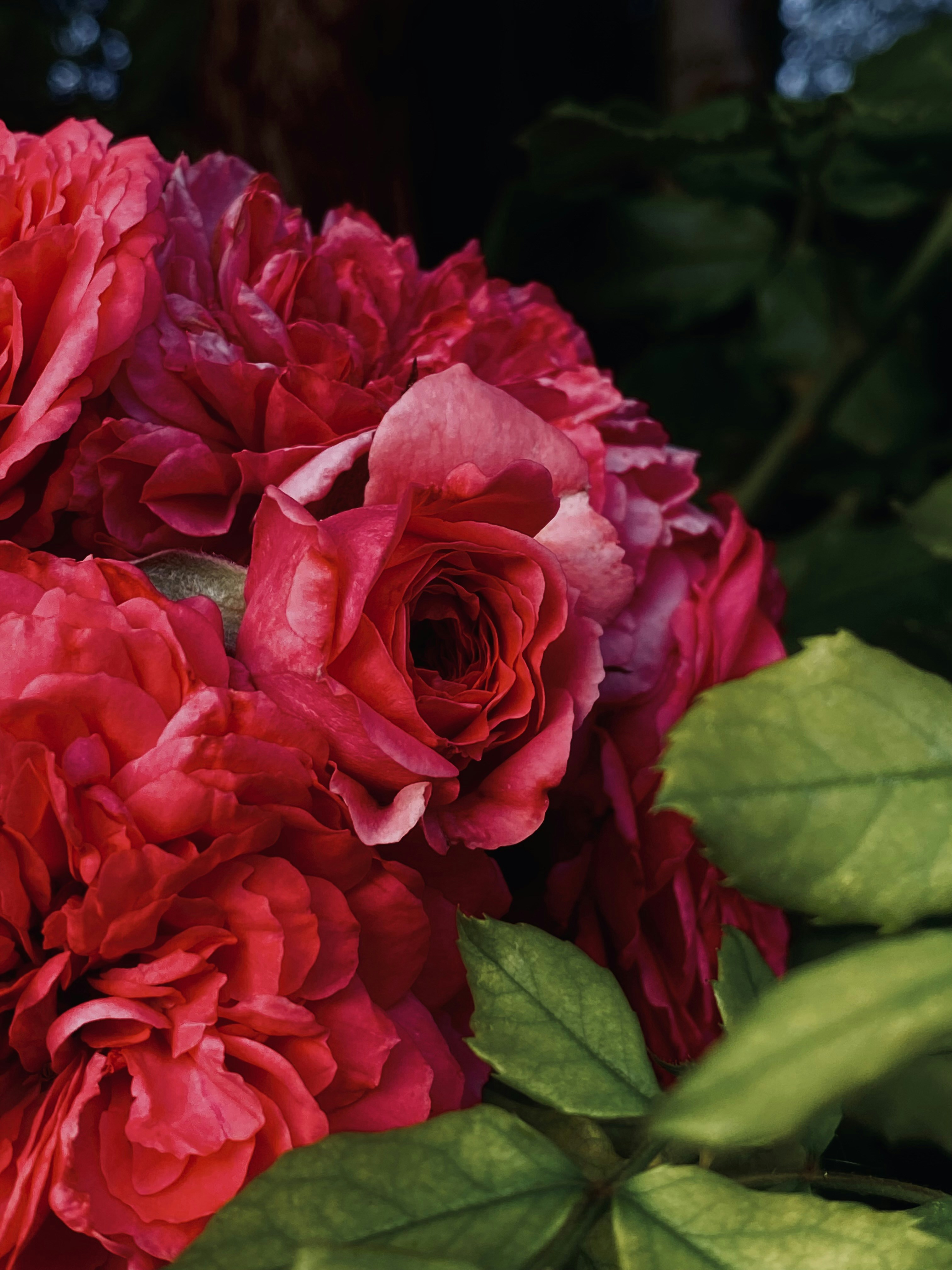 Photo by kozadereza25