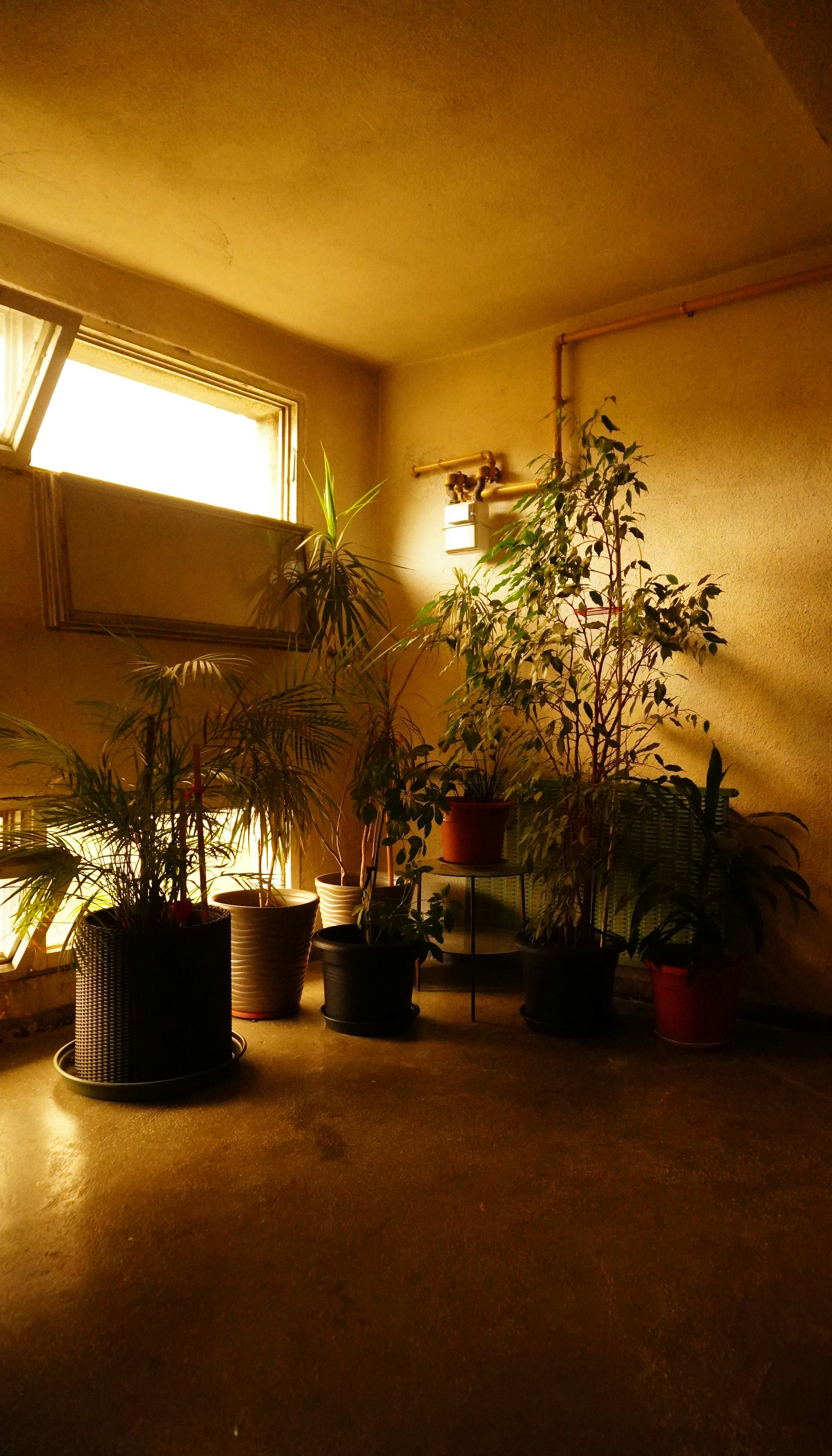 Why Indoor​ Grown ⁢THCA Packs a Punch ⁢for Price ‌Conscious‍ Buyers