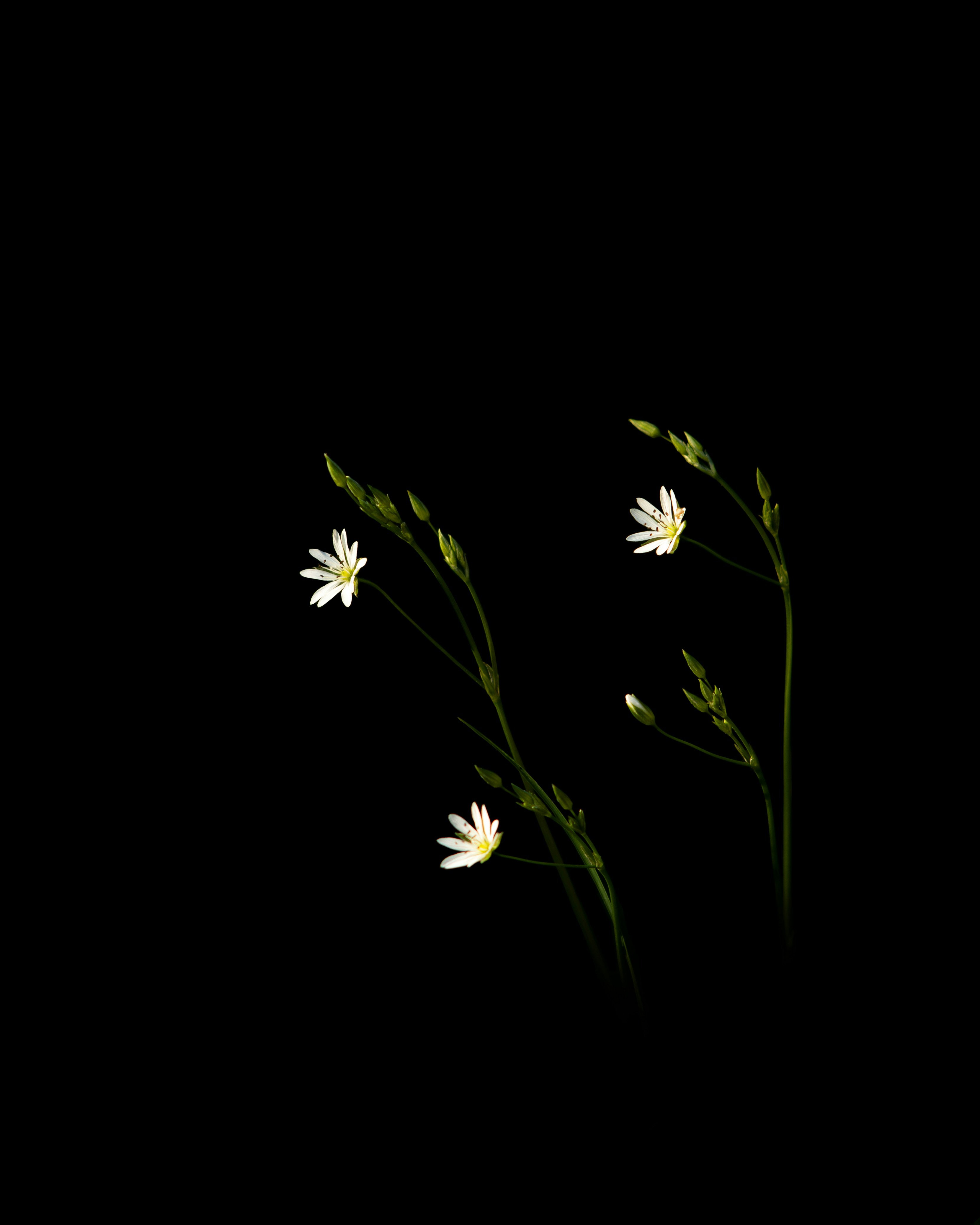 A couple of white flowers sitting on top of a table