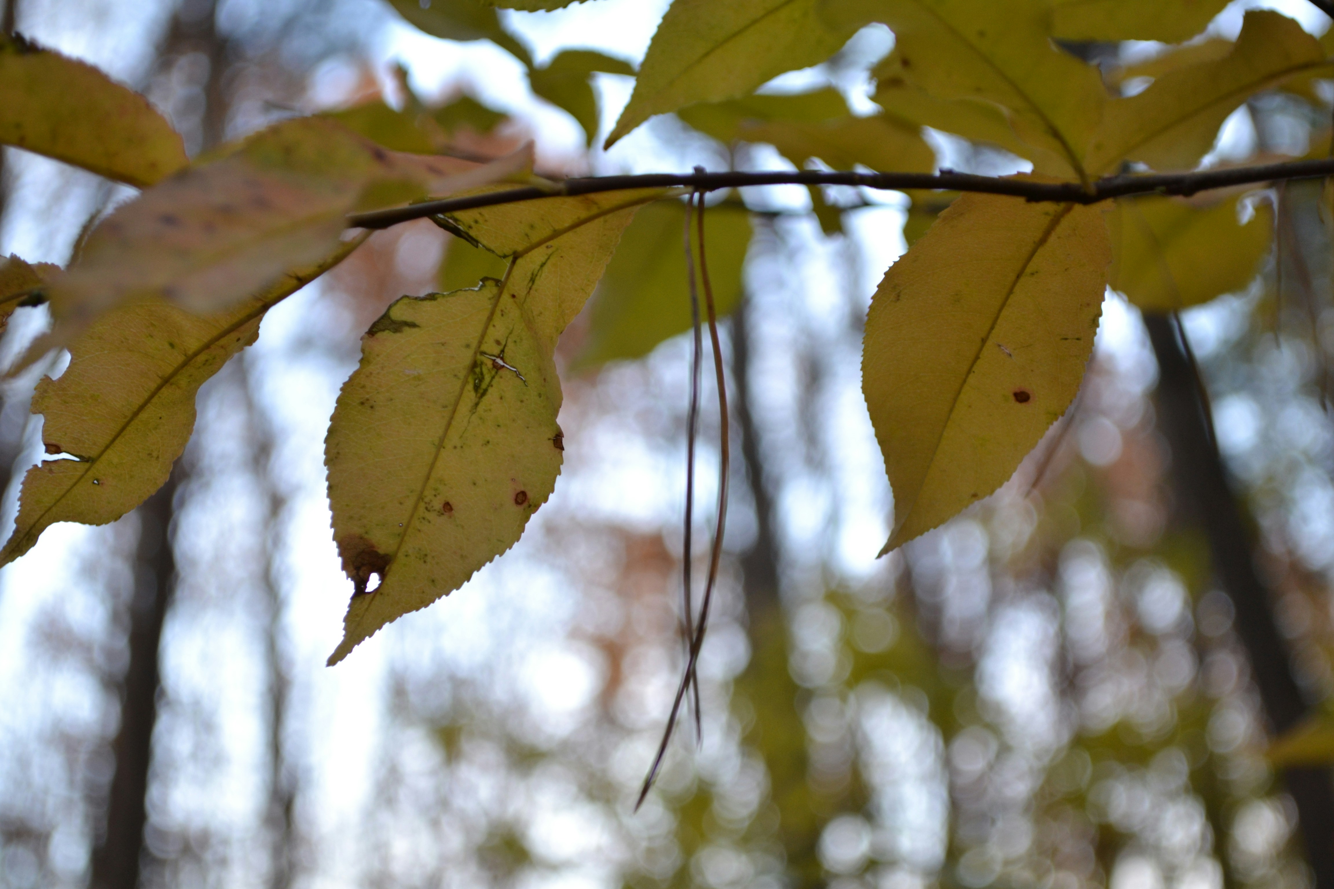 Photo by yuliiabarabash