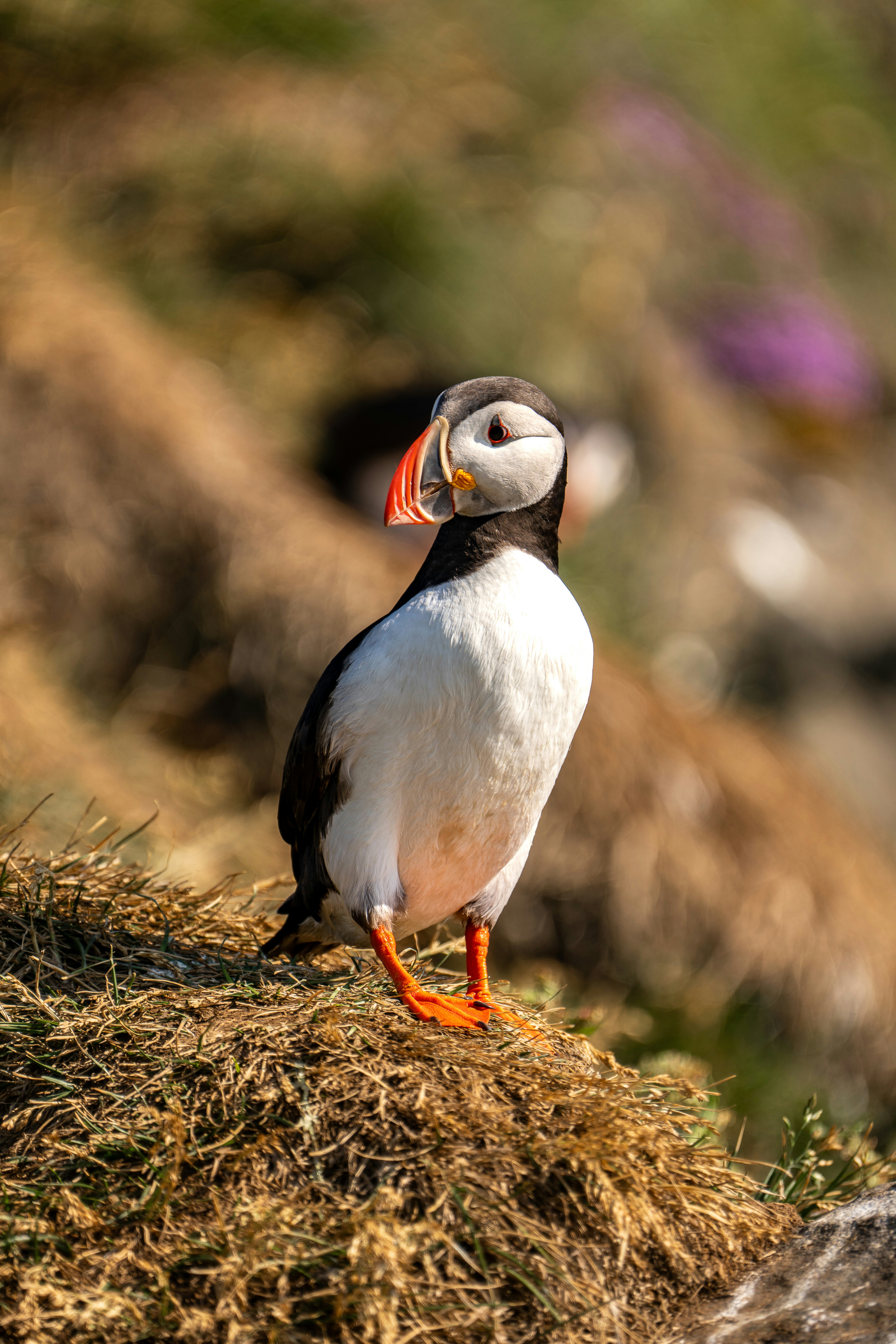 A puffy bird standing on top of a grass covered hill