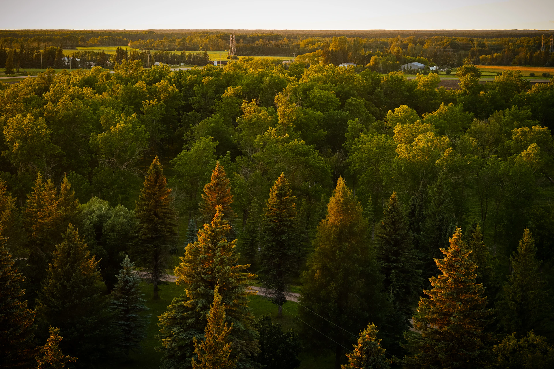 A forest filled with lots of tall trees