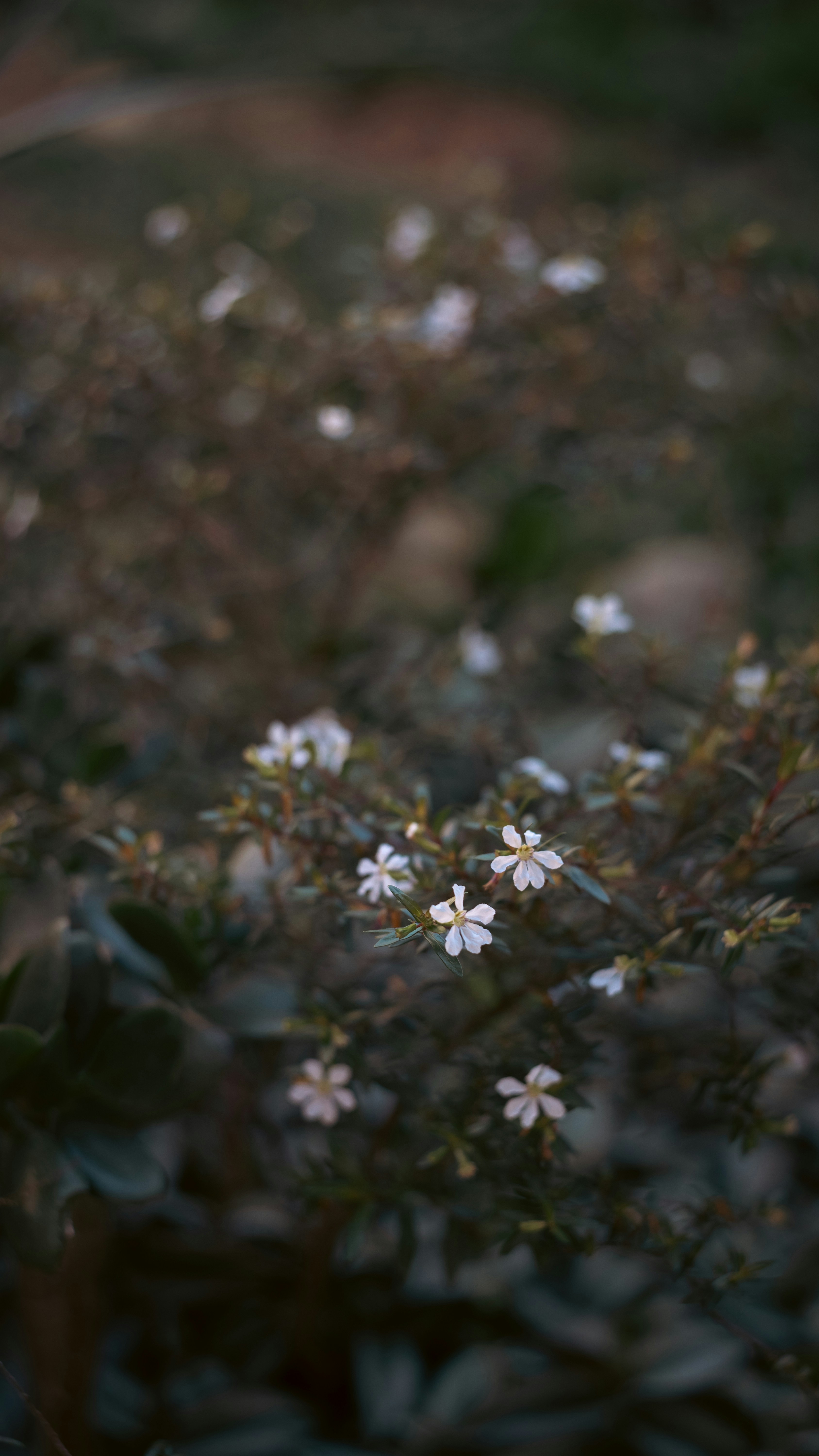 Photo by lucasdalamartaphoto