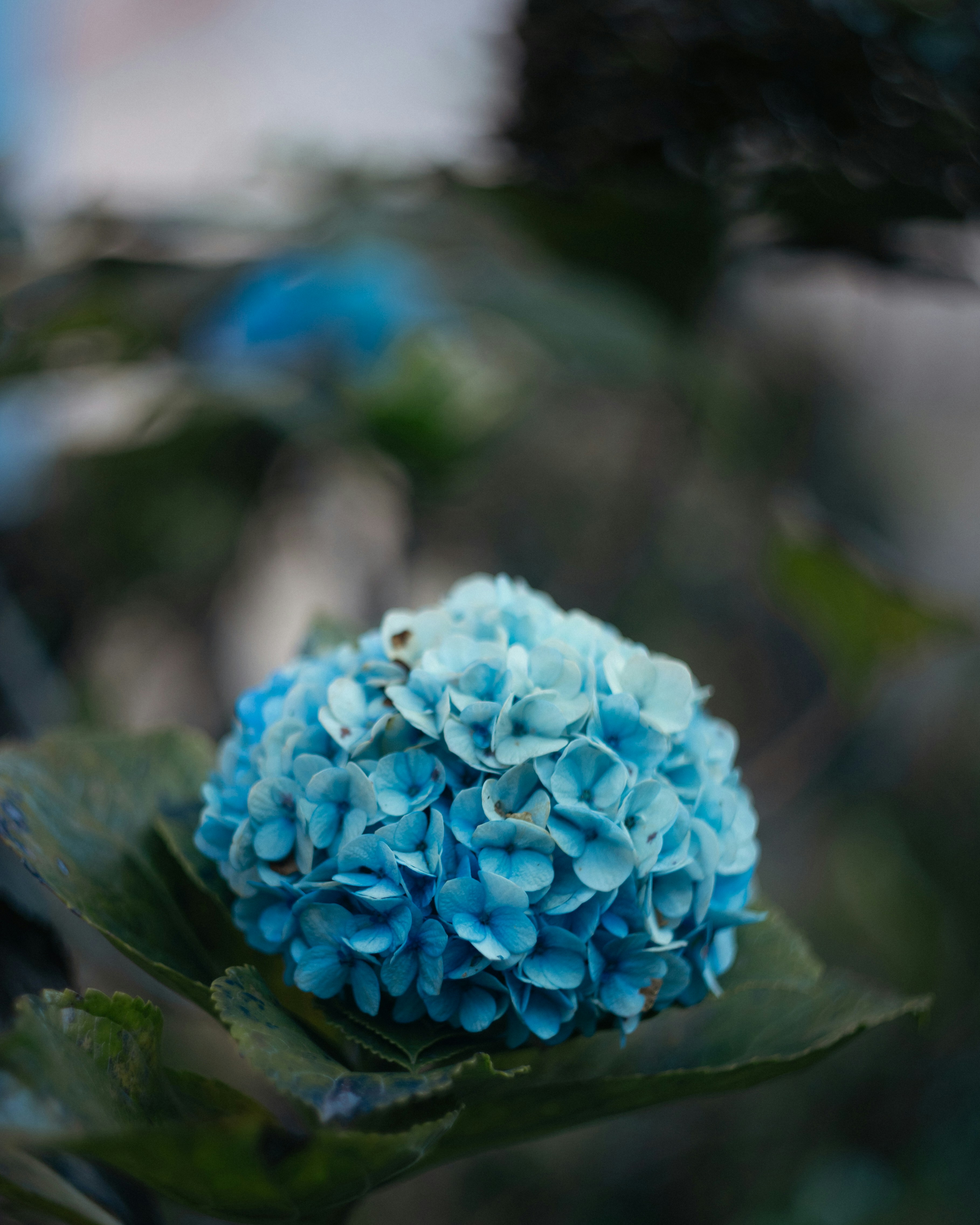 A close up of a blue flower on a tree