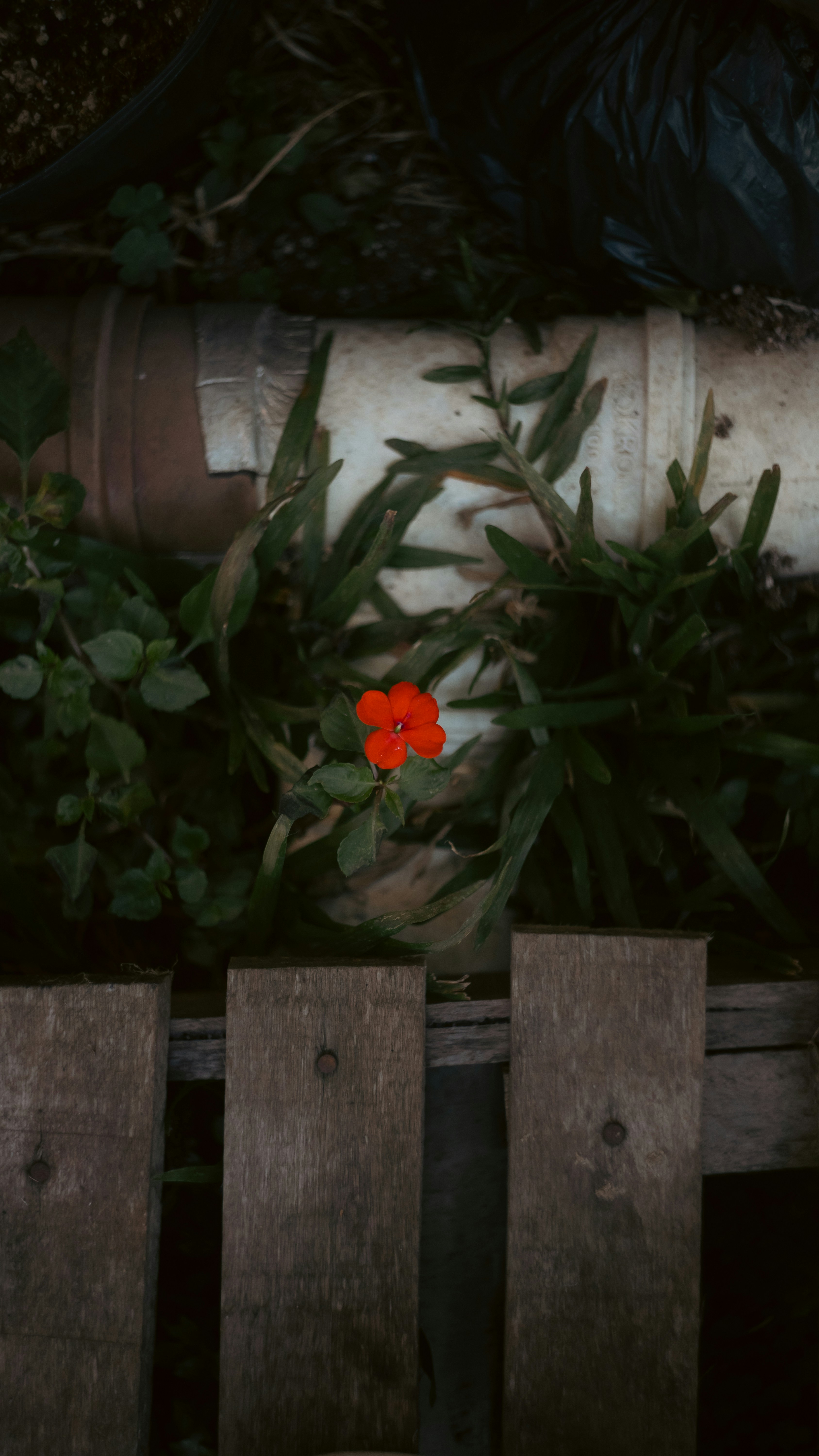 A red flower sitting on top of a wooden bench