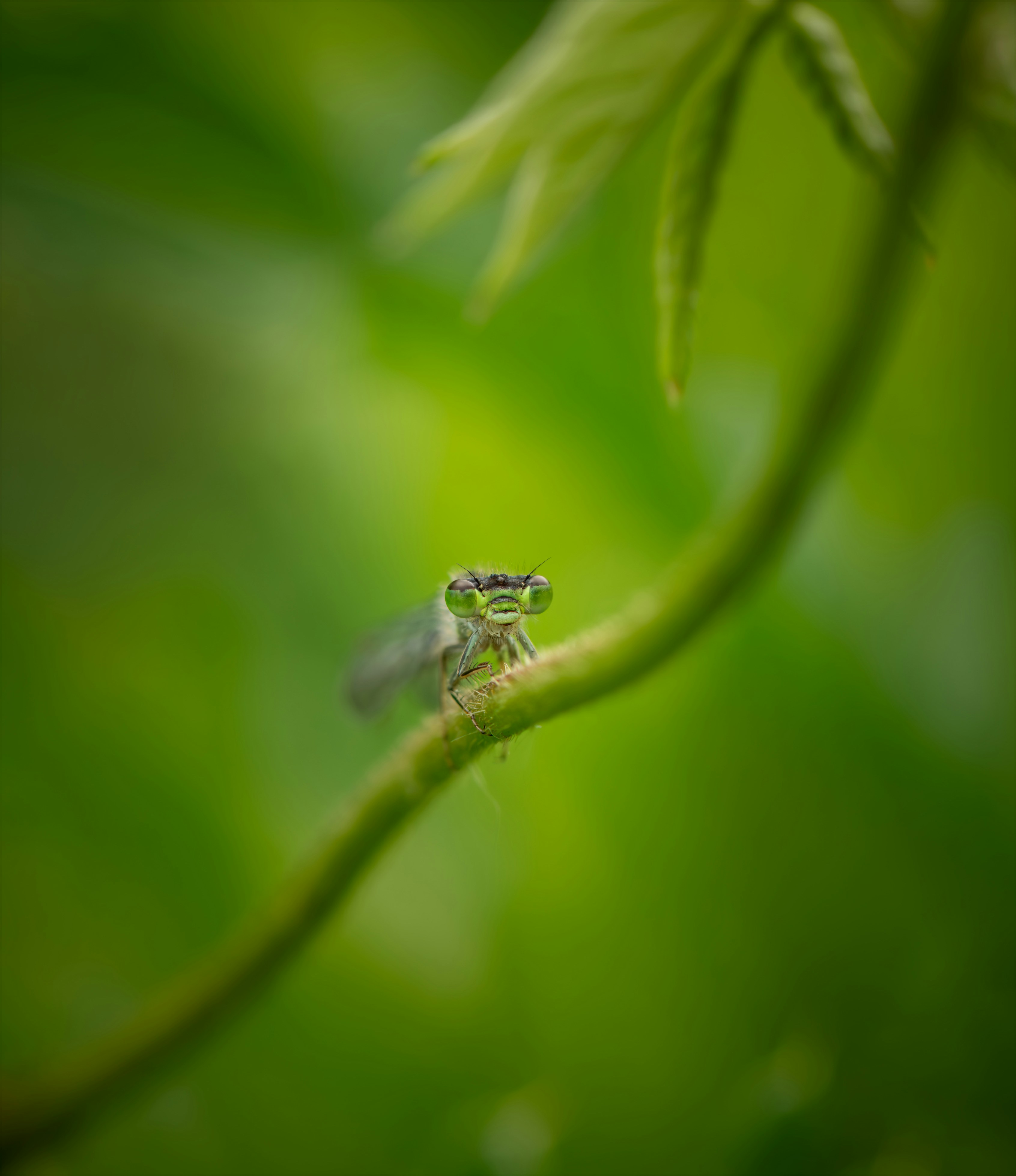 A small insect sitting on top of a green leaf
