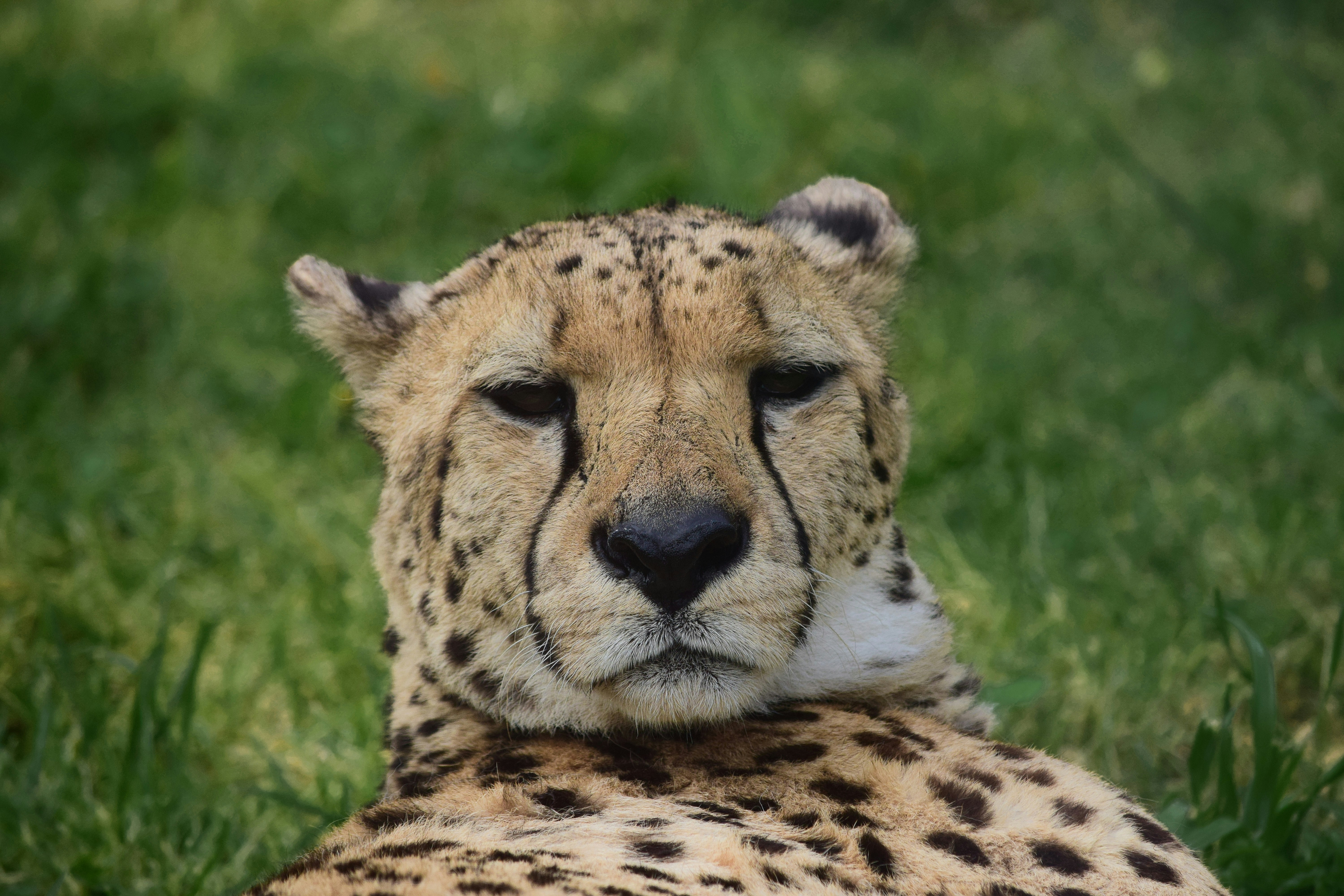 A cheetah laying in the grass with its eyes closed