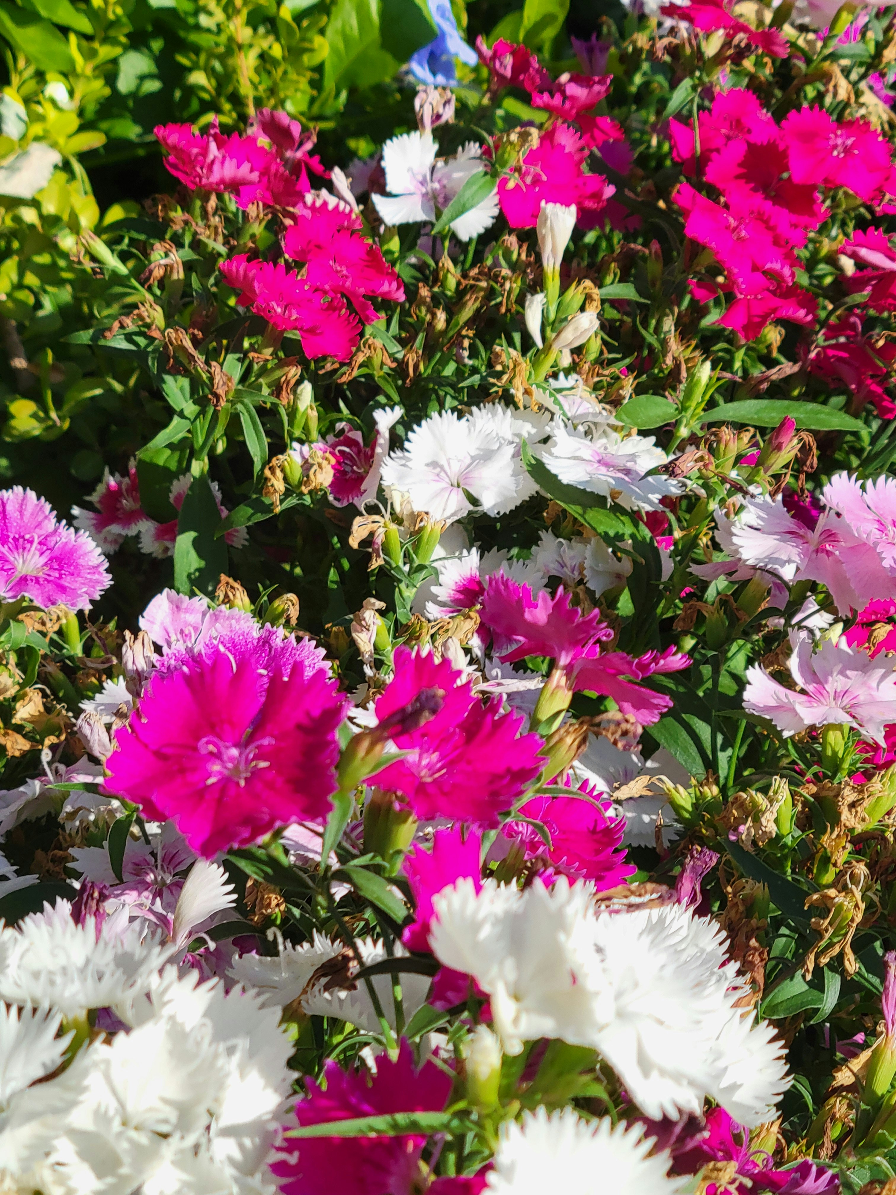 Photo by haripriya_k