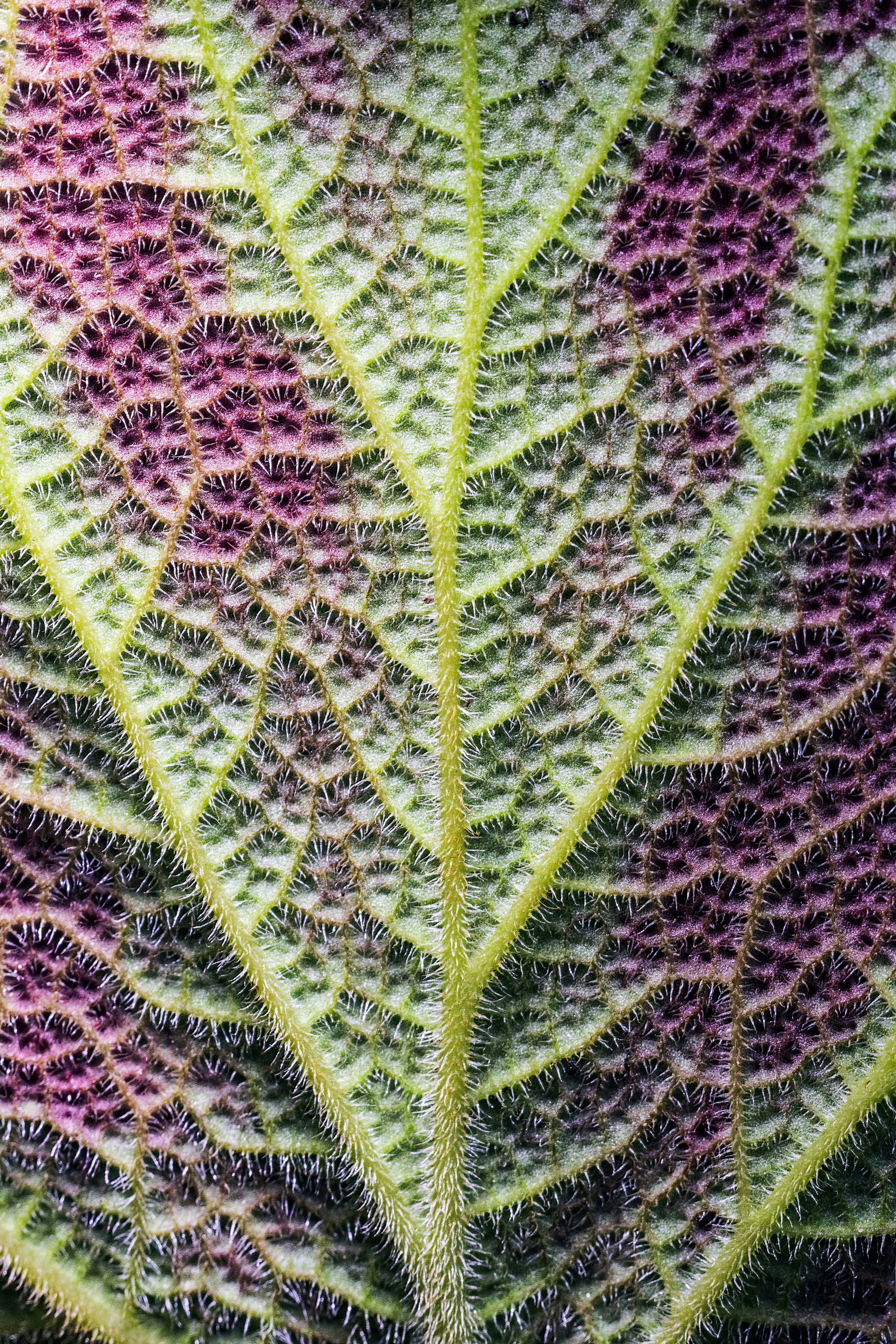 A close up of a green and purple leaf