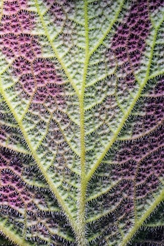 A close up of a green and purple leaf