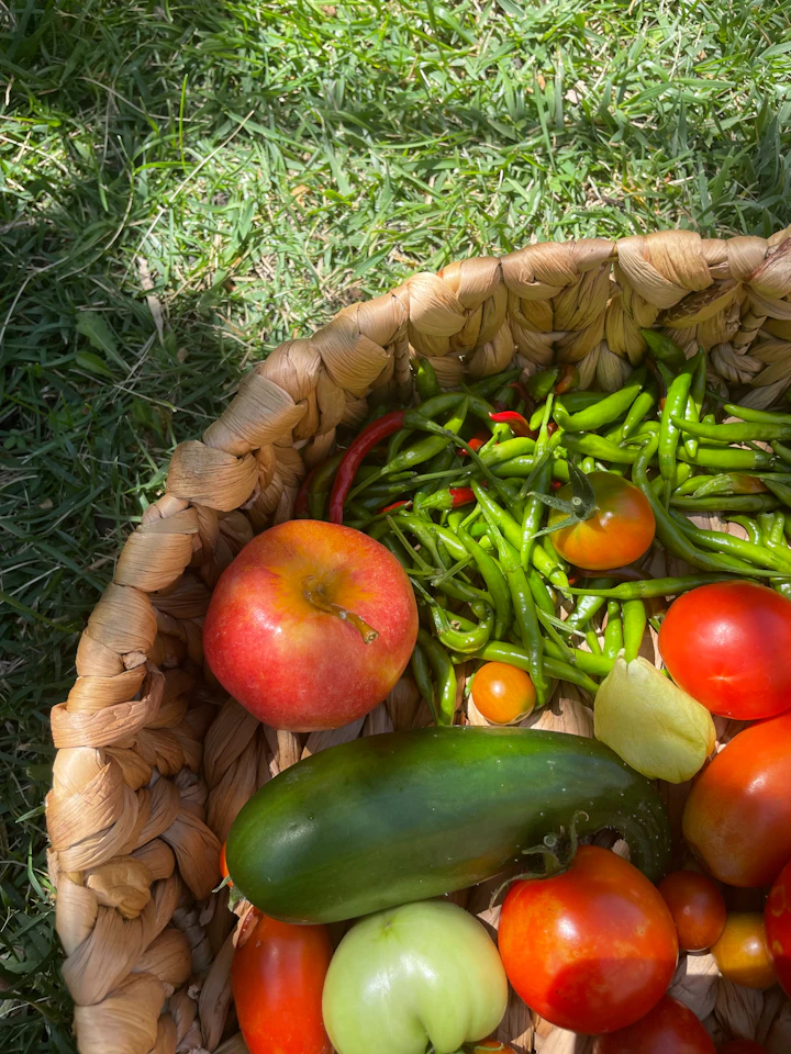 A woven basket overflowing with a colourful mix of harvested vegetables