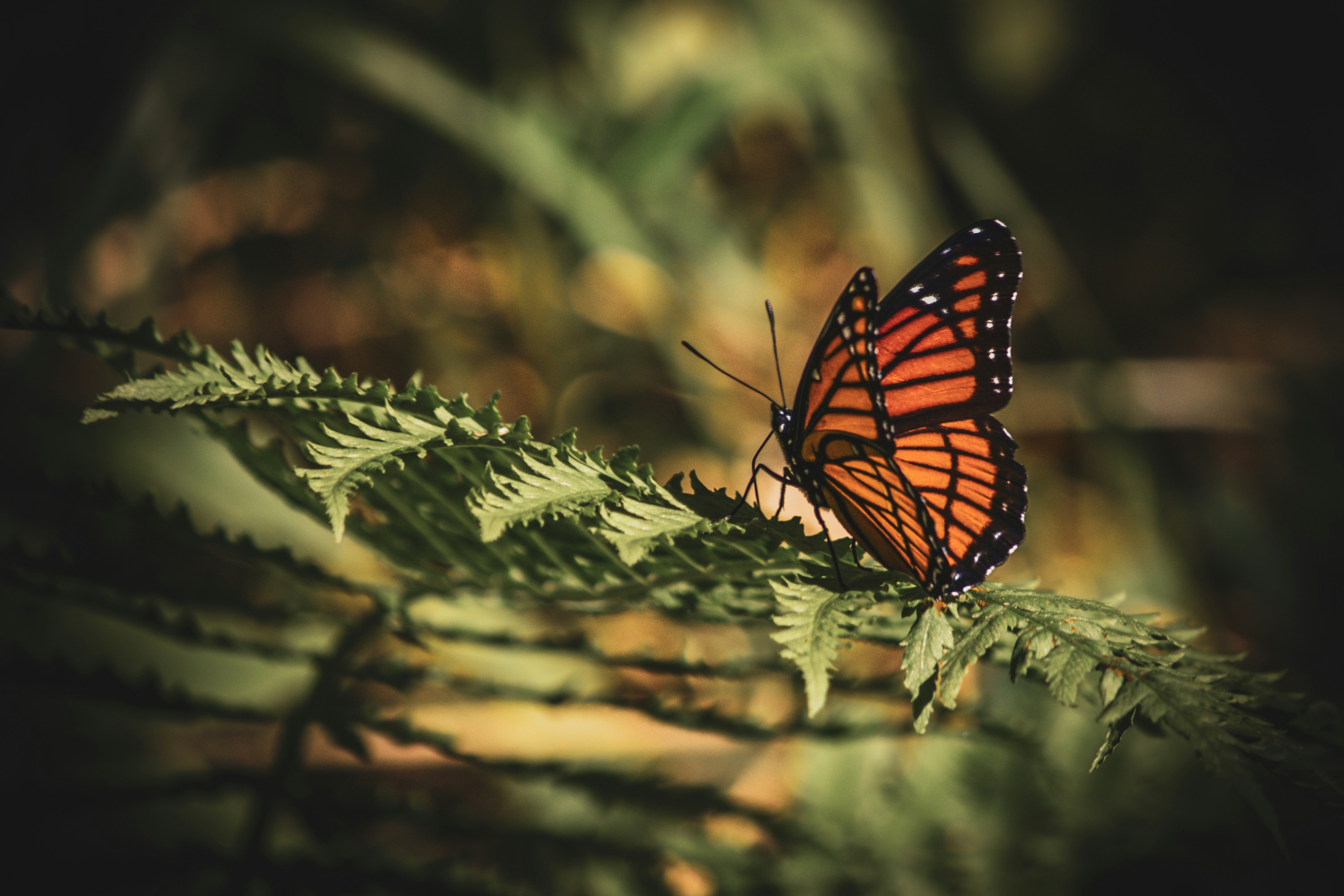 Photo by richiemortis