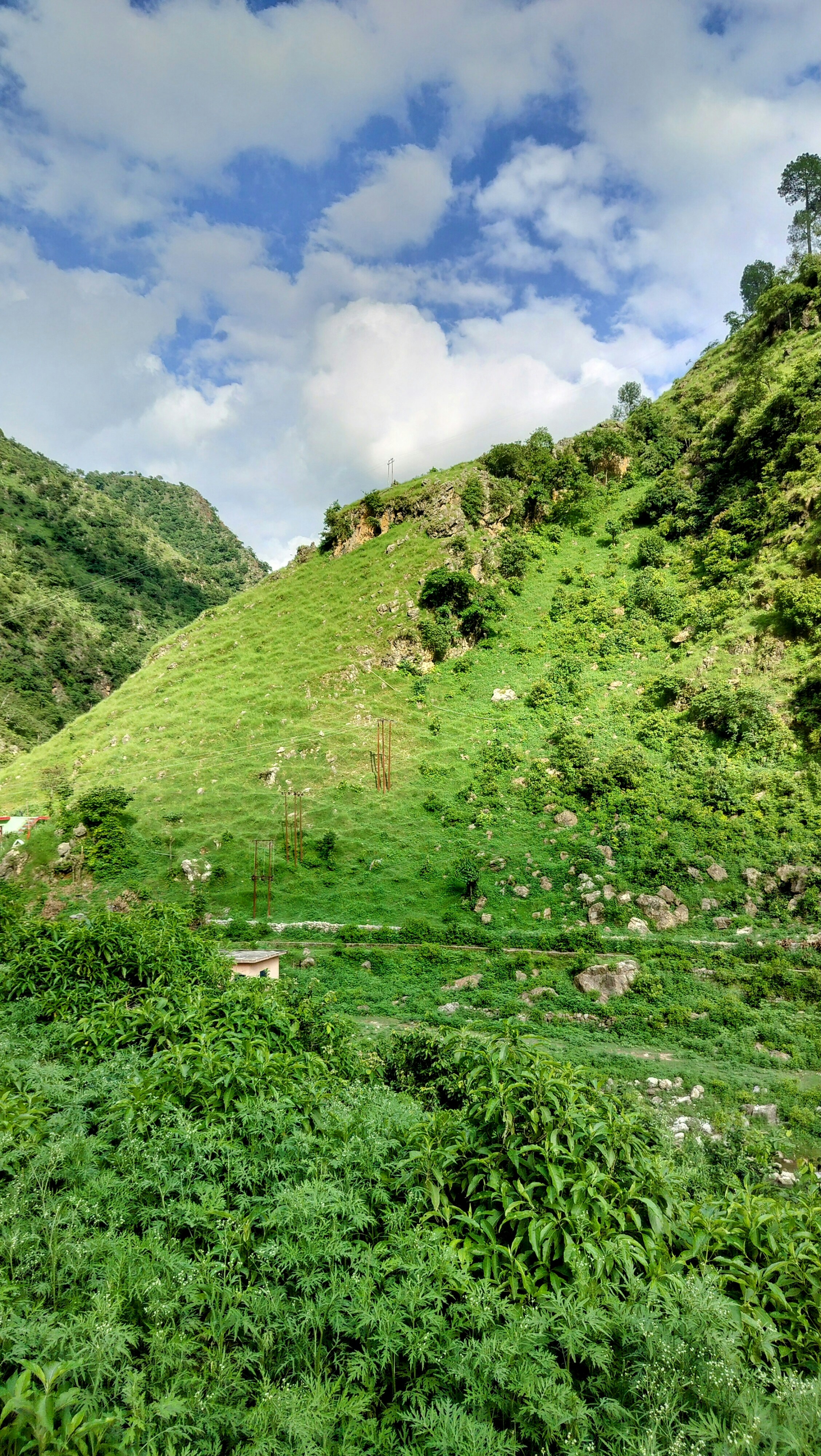Lereng bukit hijau subur yang ditutupi dengan banyak vegetasi