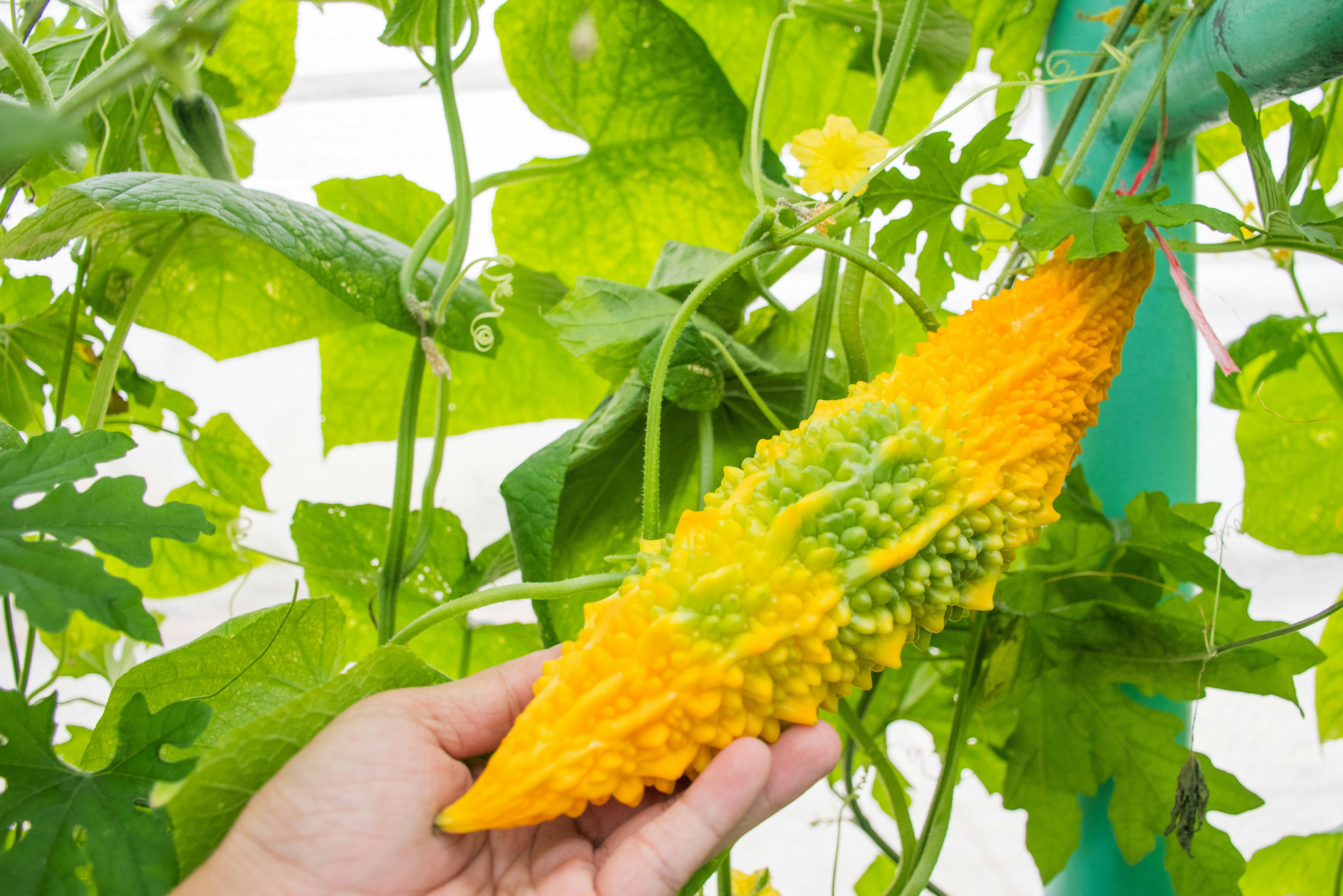 여주 분말 판매