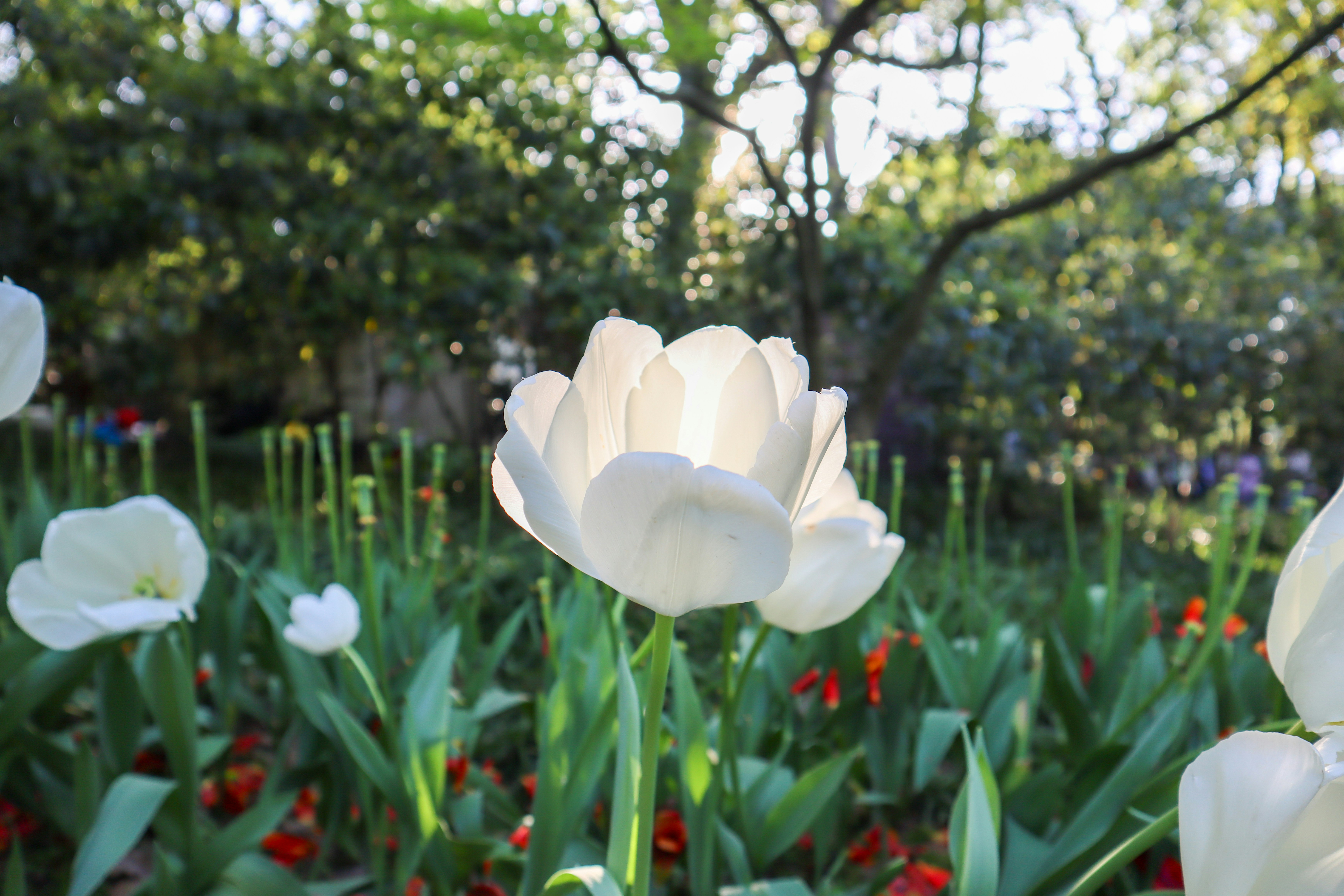A field full of white flowers with trees in the background
