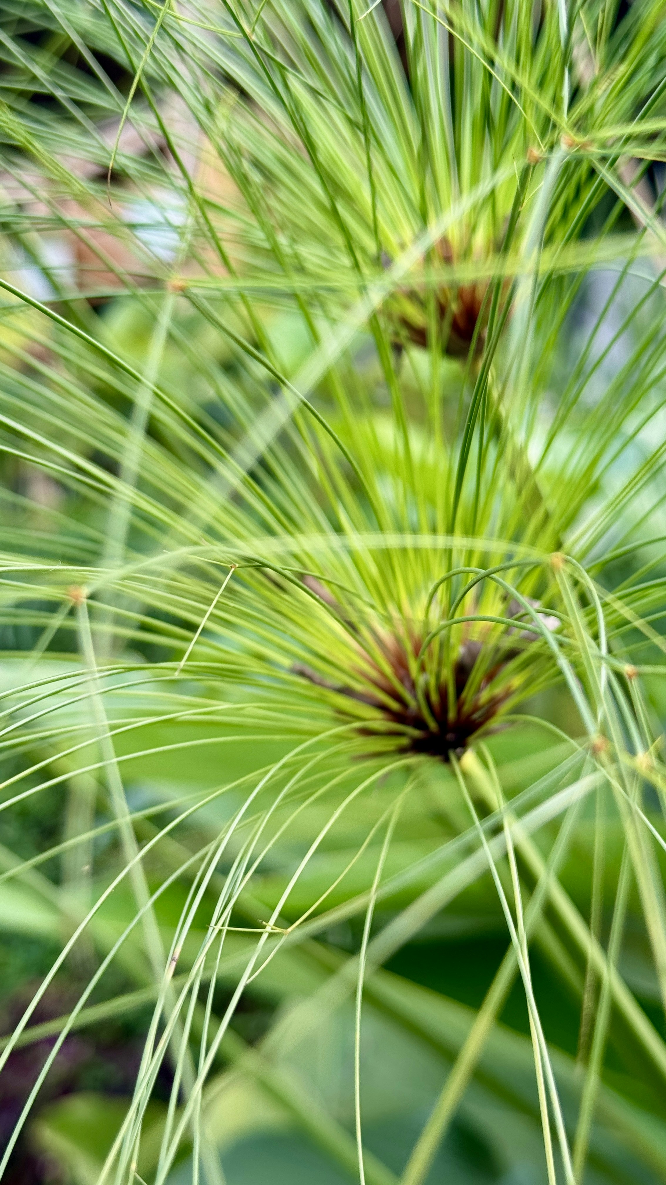 A close up of a green plant with lots of leaves
