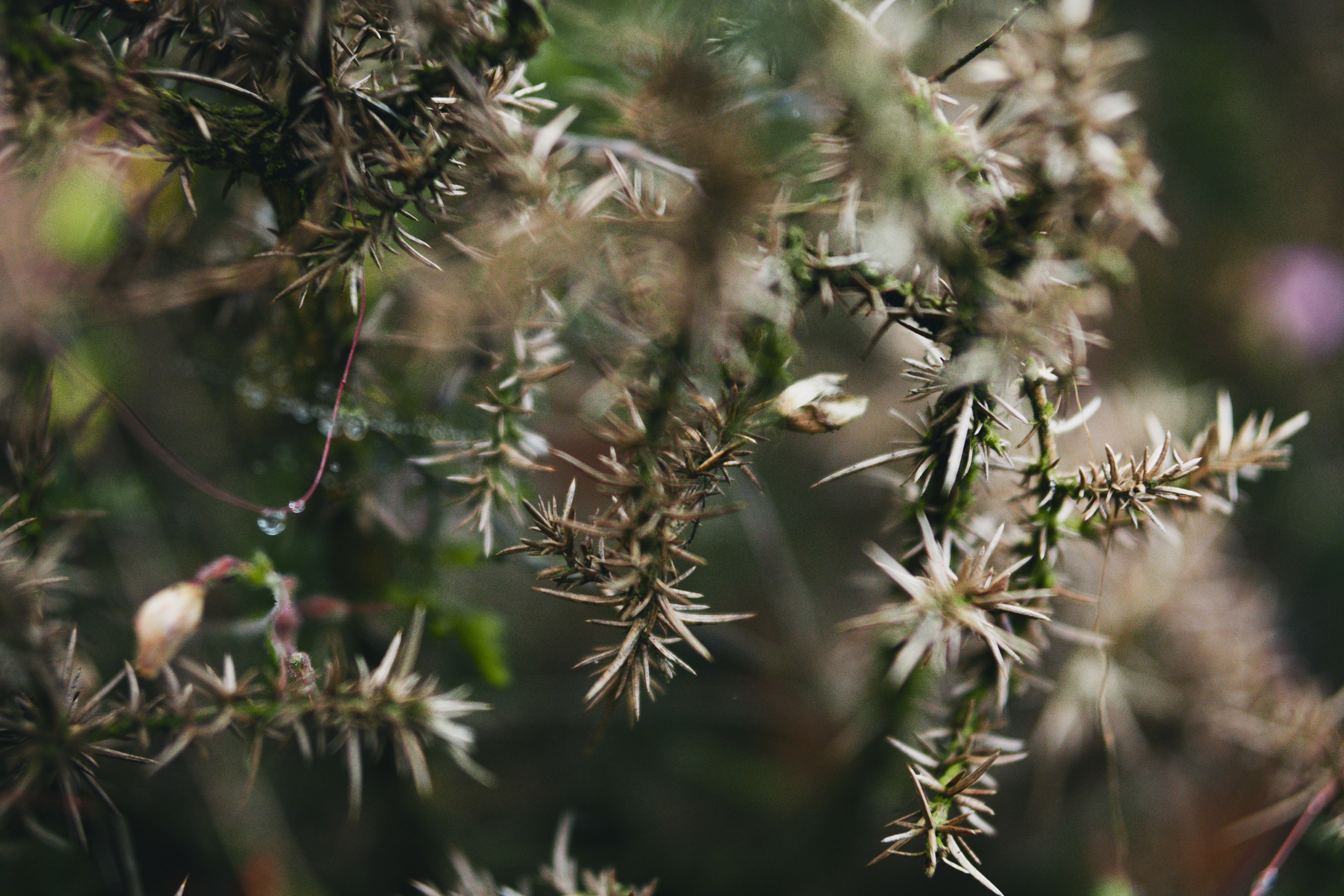 A close up of a plant with small white flowers
