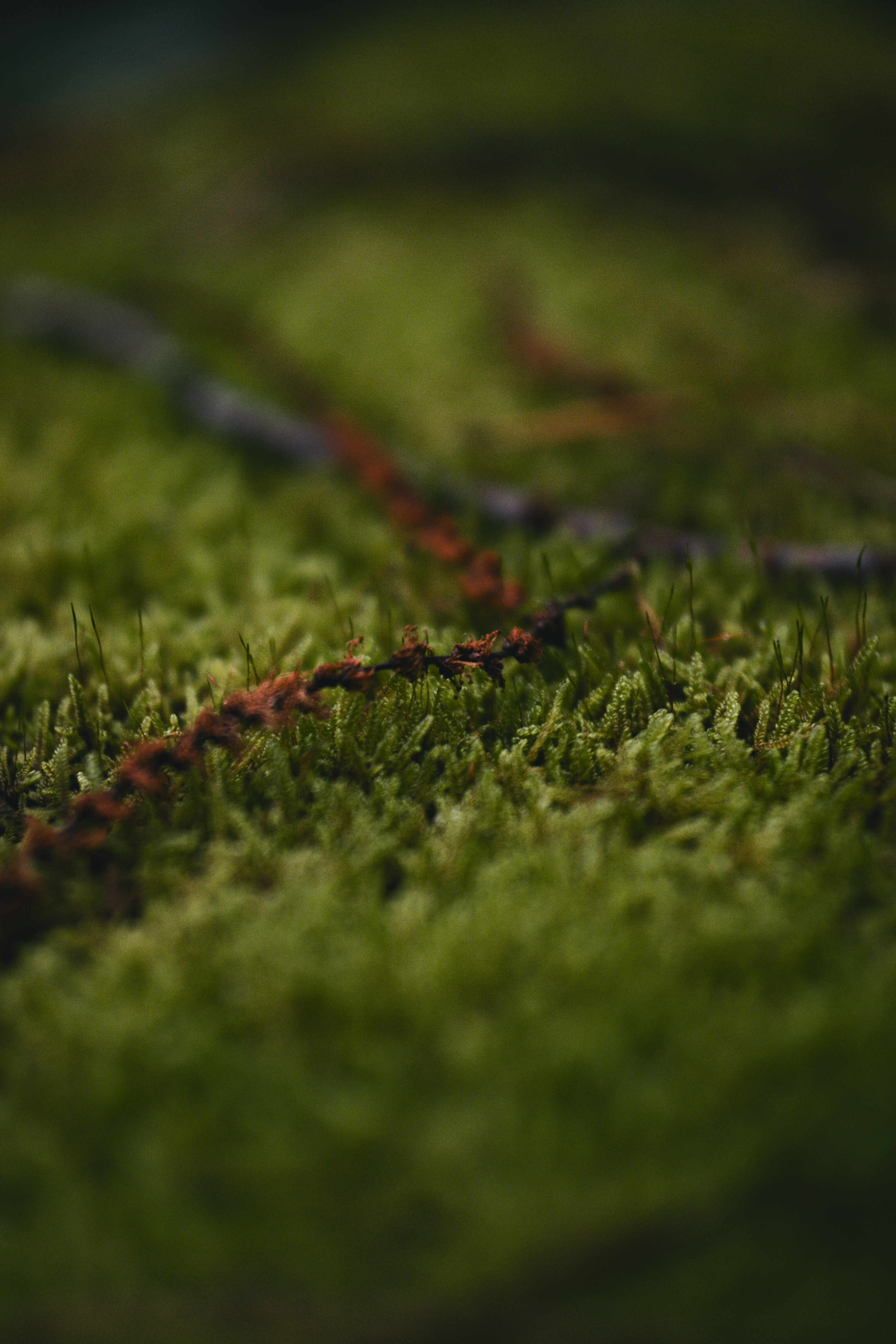 A close up of a moss covered surface