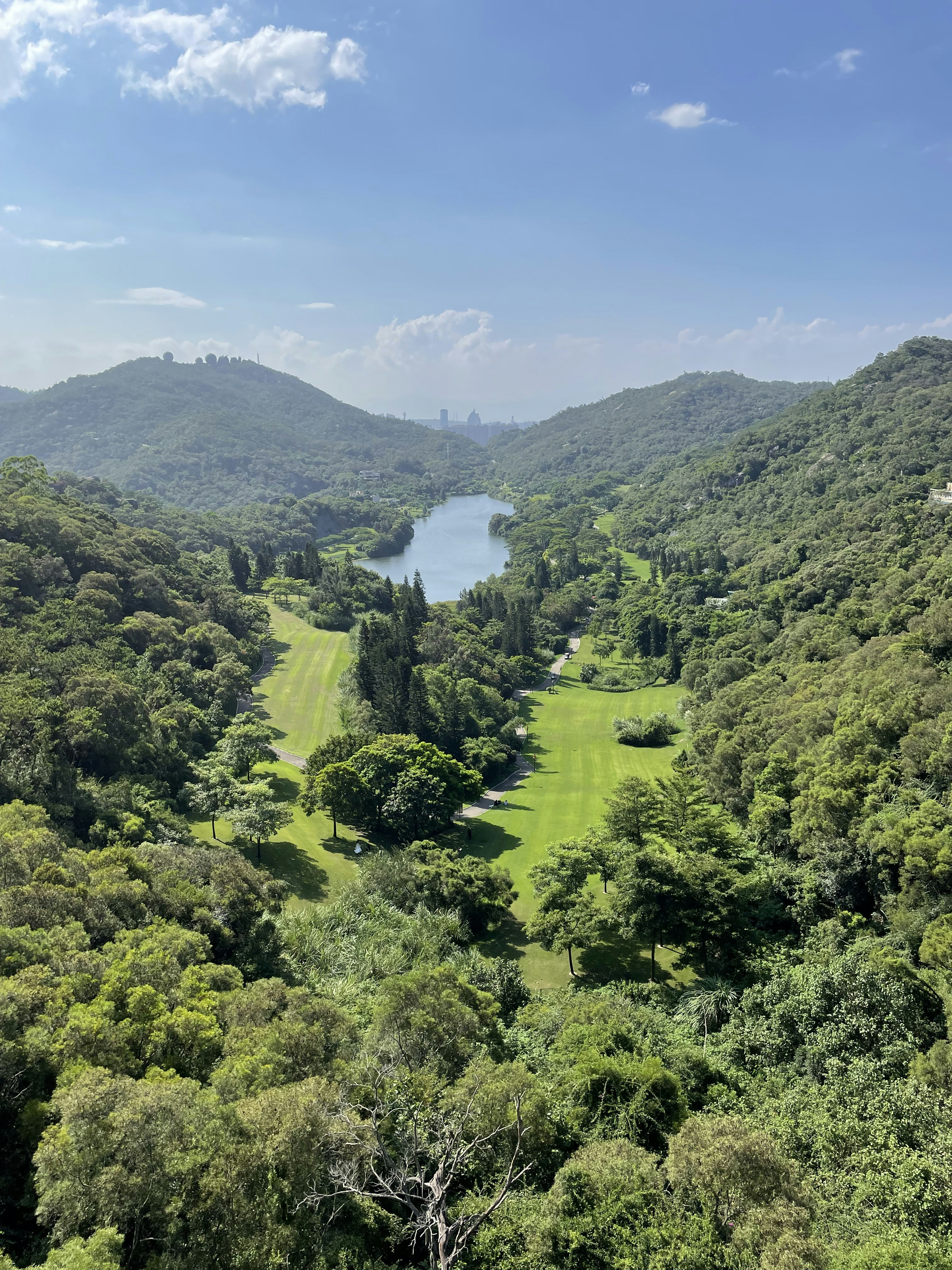 A lush green forest filled with lots of trees photo – Free Forest Image ...