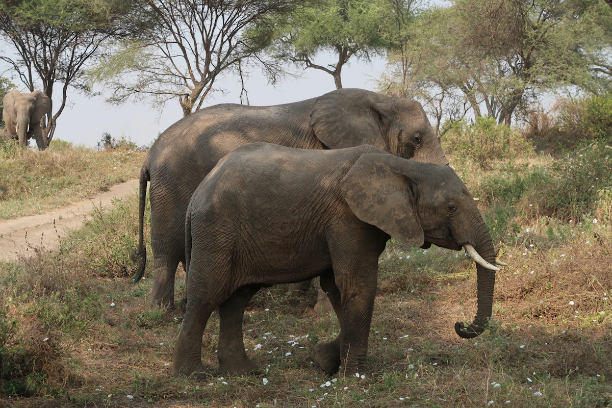 Tanzania northern circuit itinerary - herd of elephants walking across grassland in Tarangire National Park