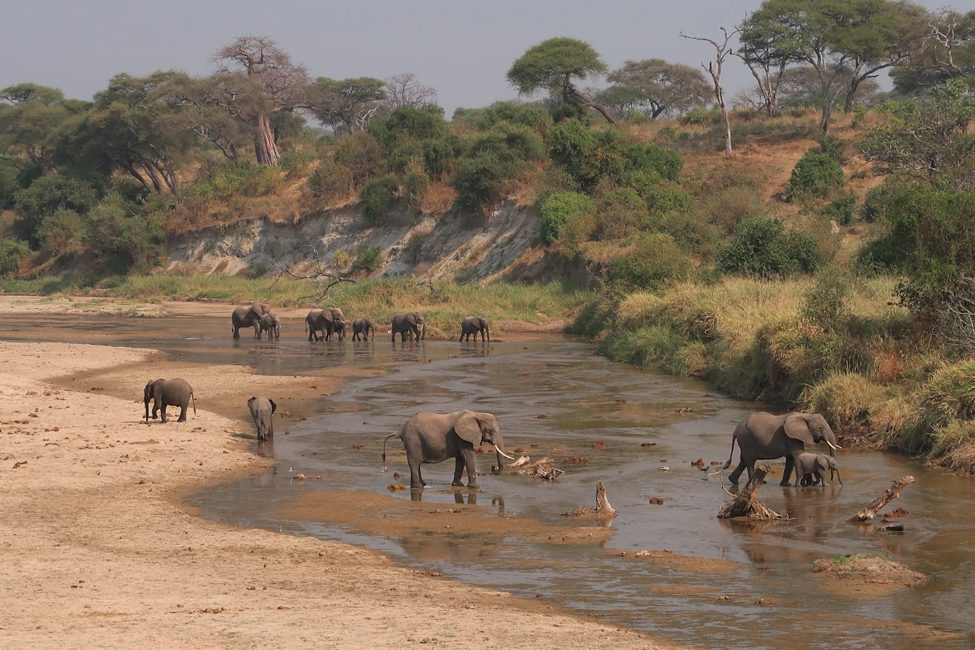 Herds along the river