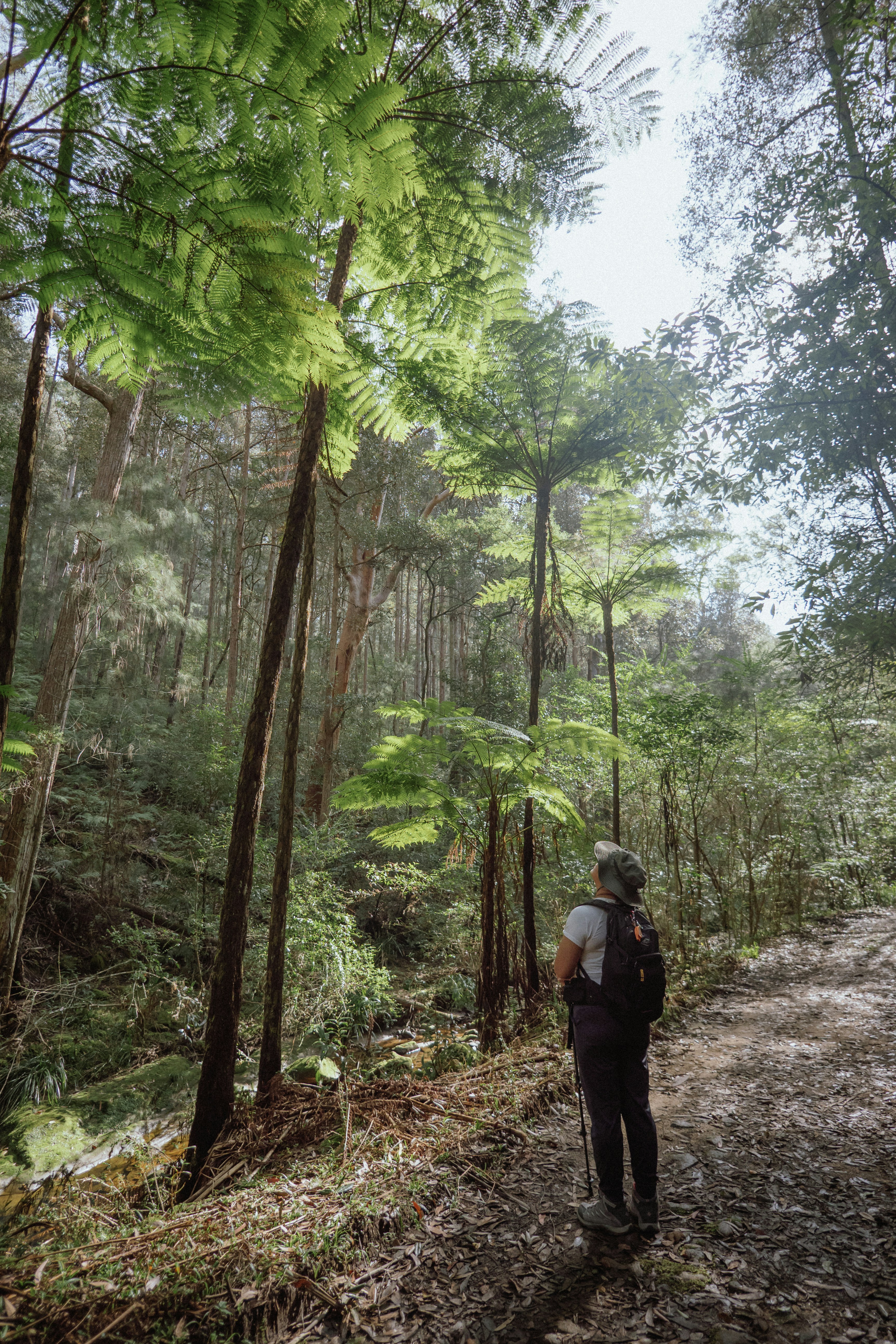 A person walking down a path in the woods