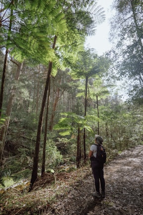 A person walking down a path in the woods