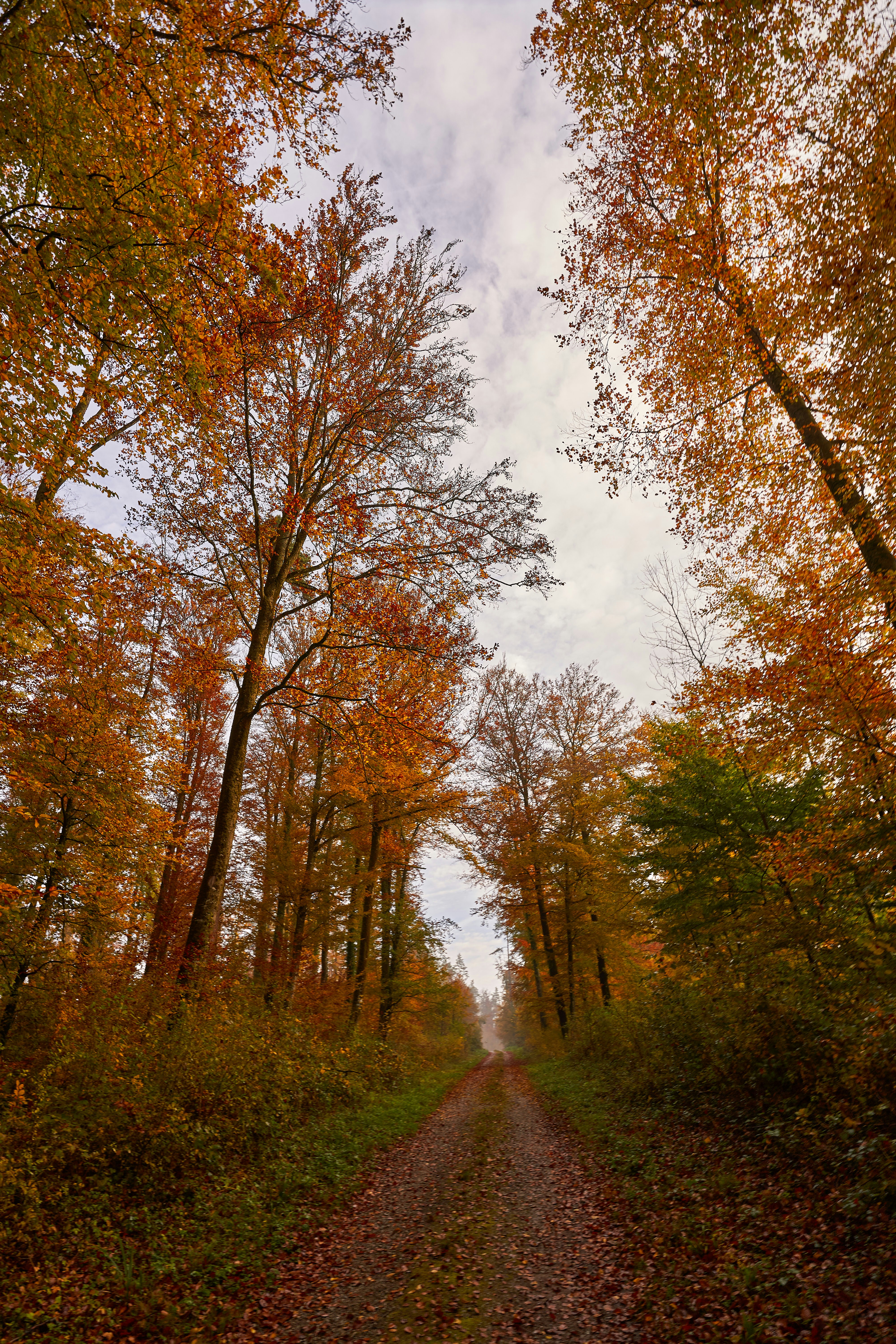 Photo by wolfgang_hasselmann