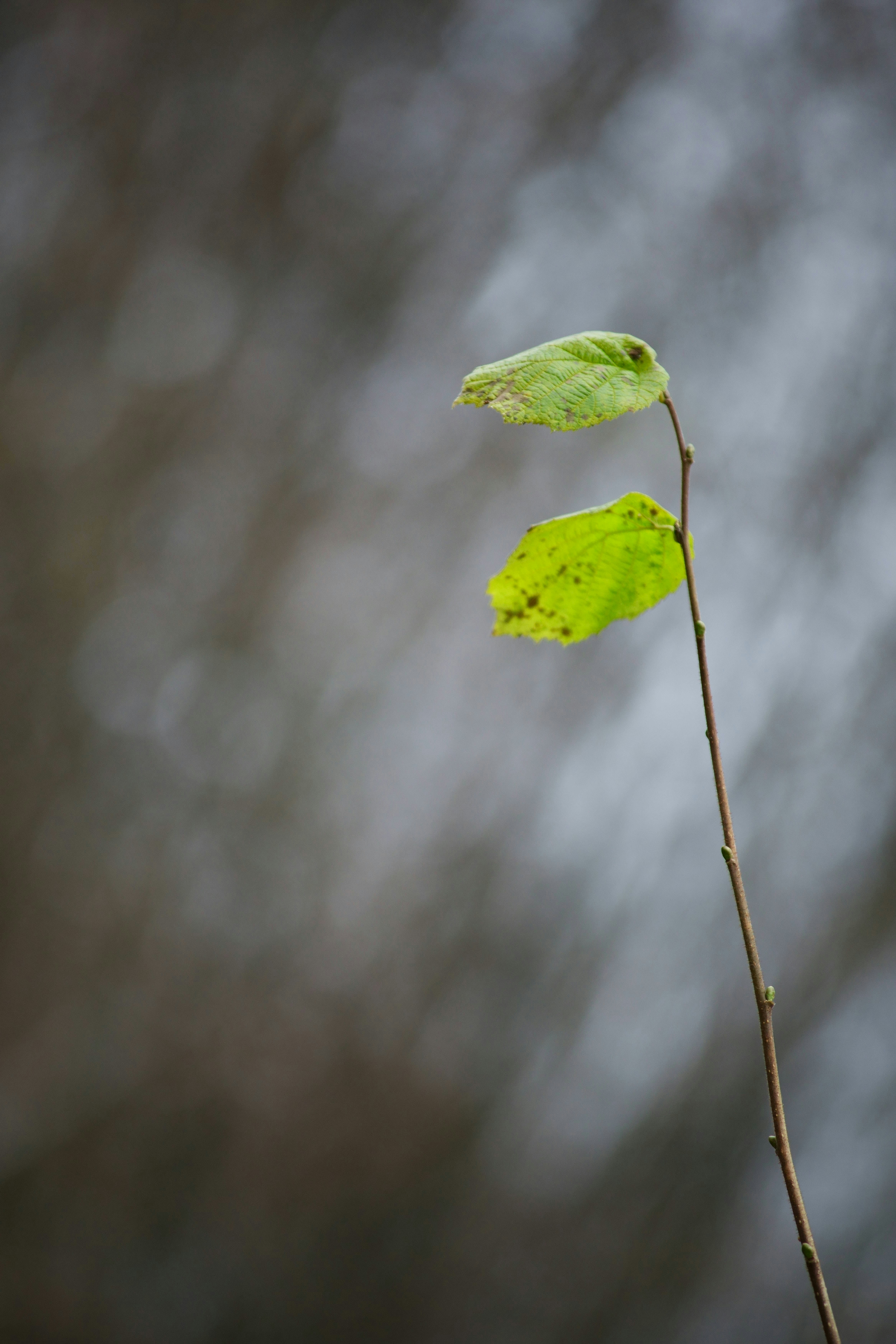 Photo by wolfgang_hasselmann