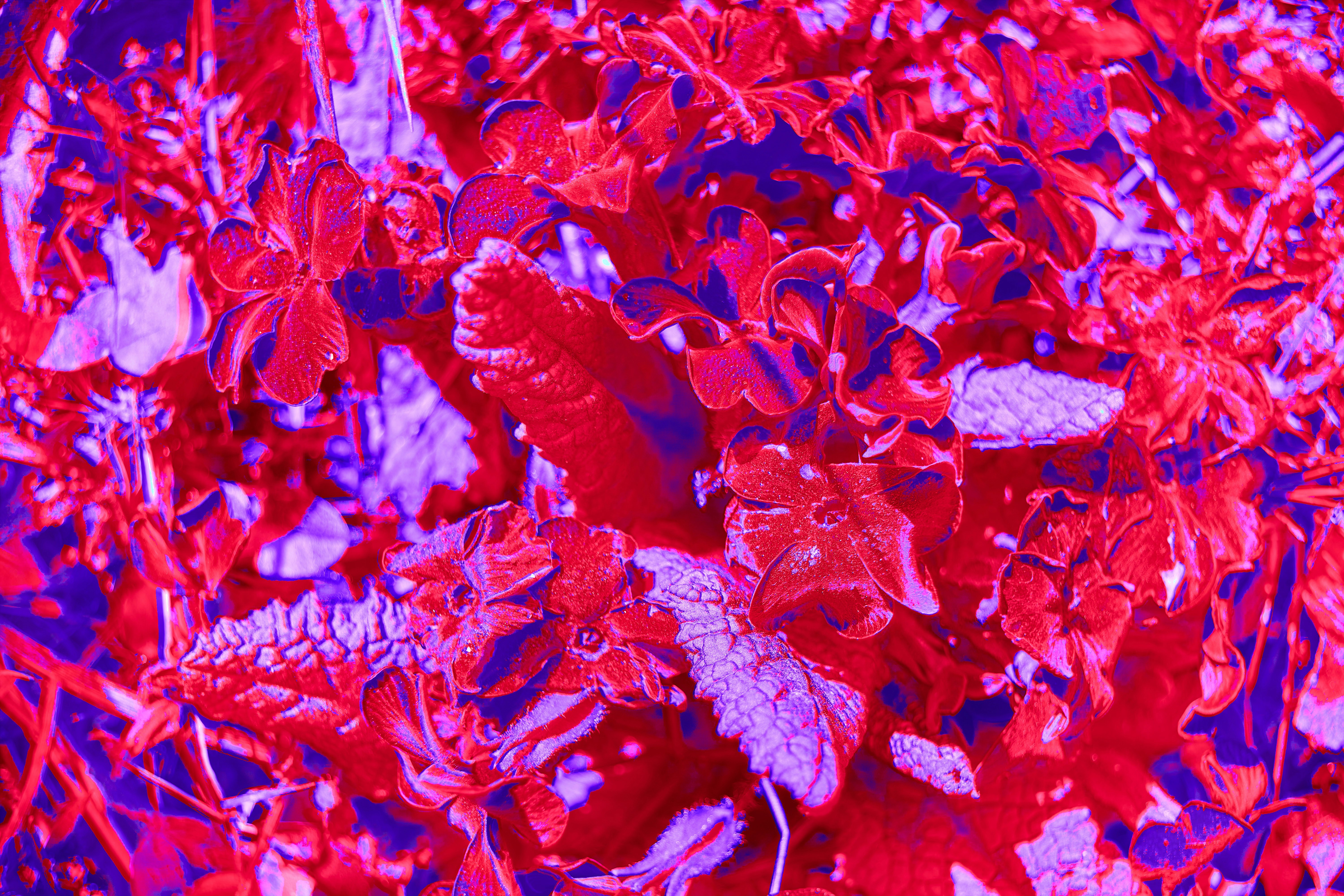 Photo by wolfgang_hasselmann