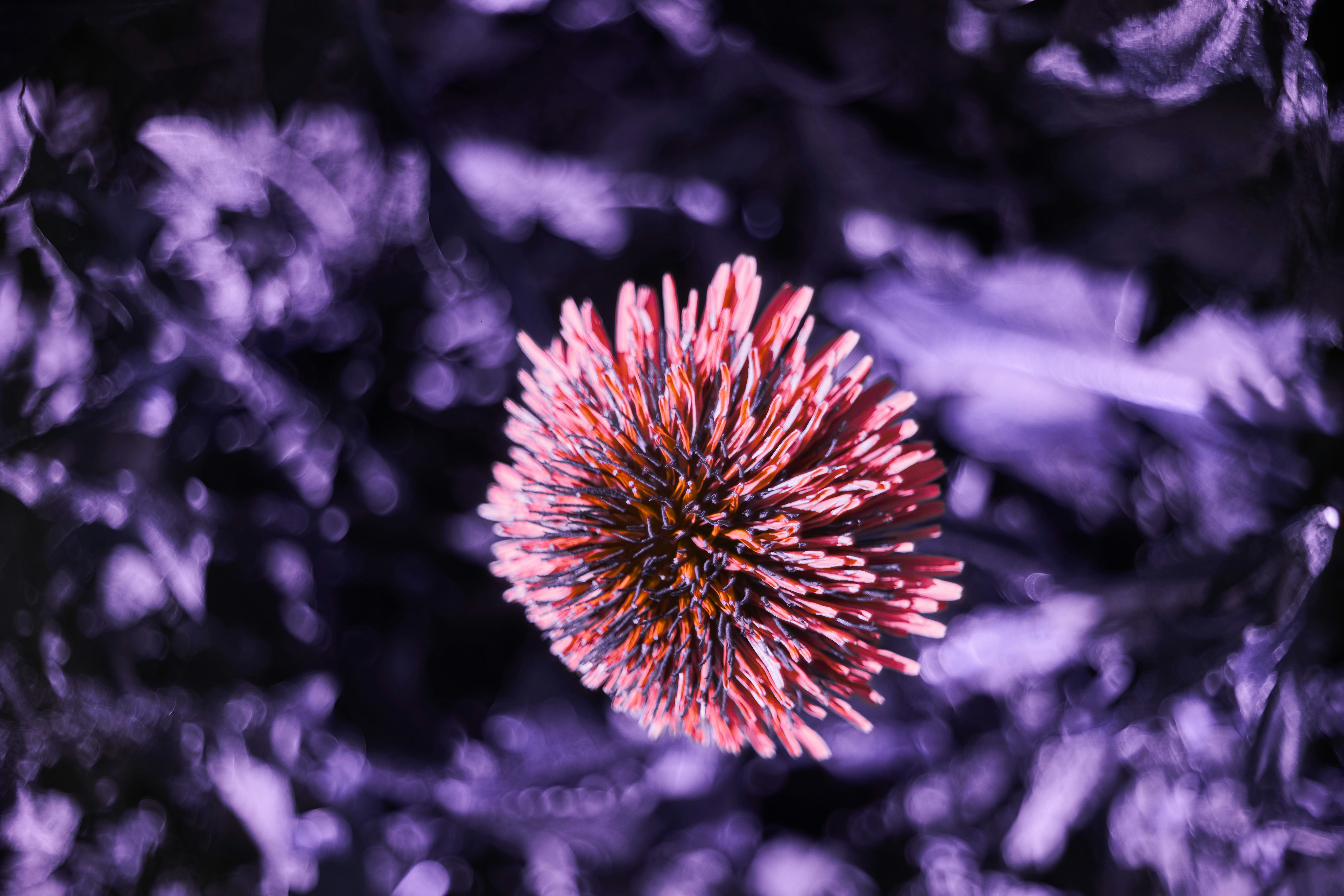 Photo by wolfgang_hasselmann