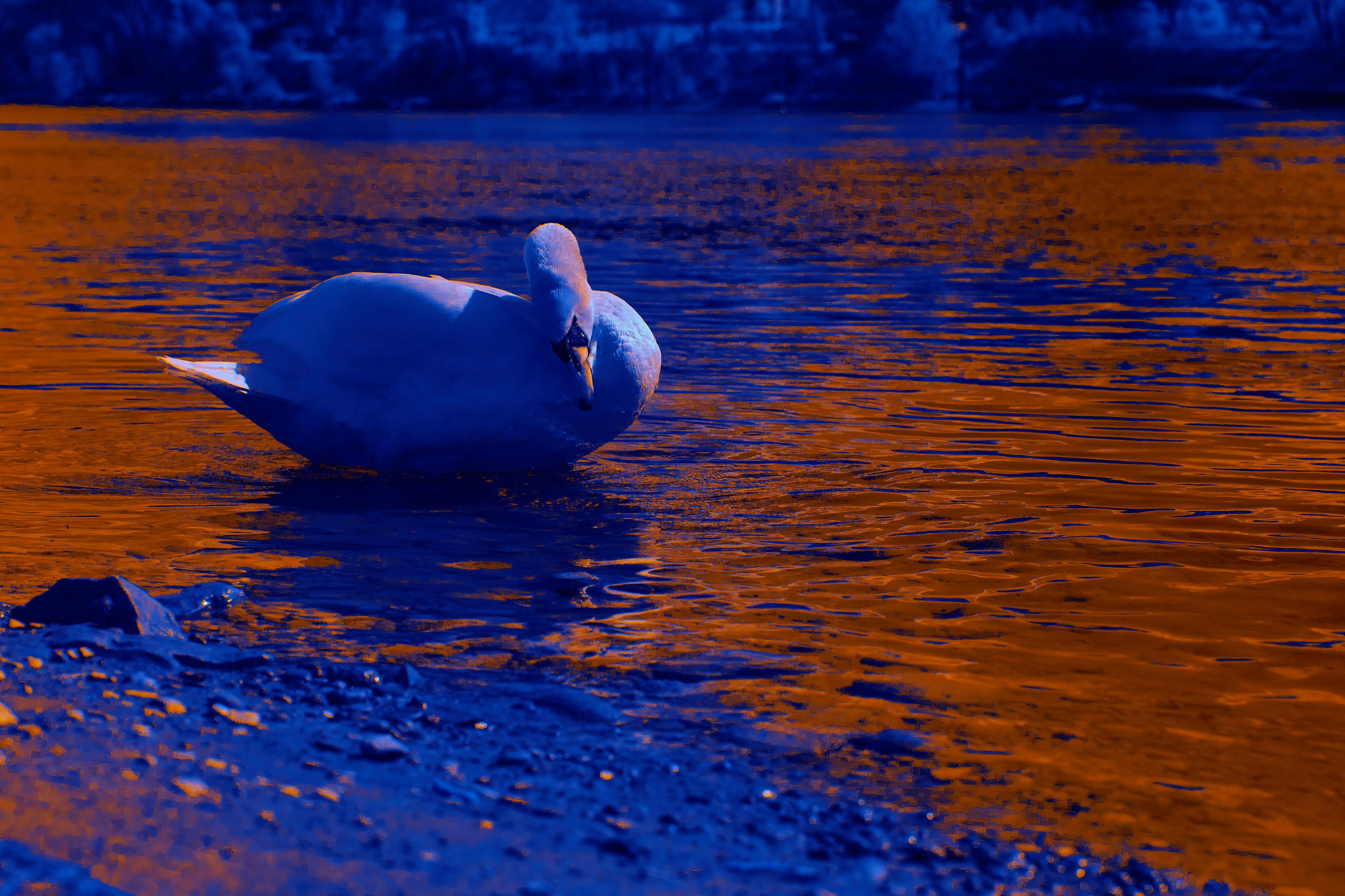 Photo by wolfgang_hasselmann