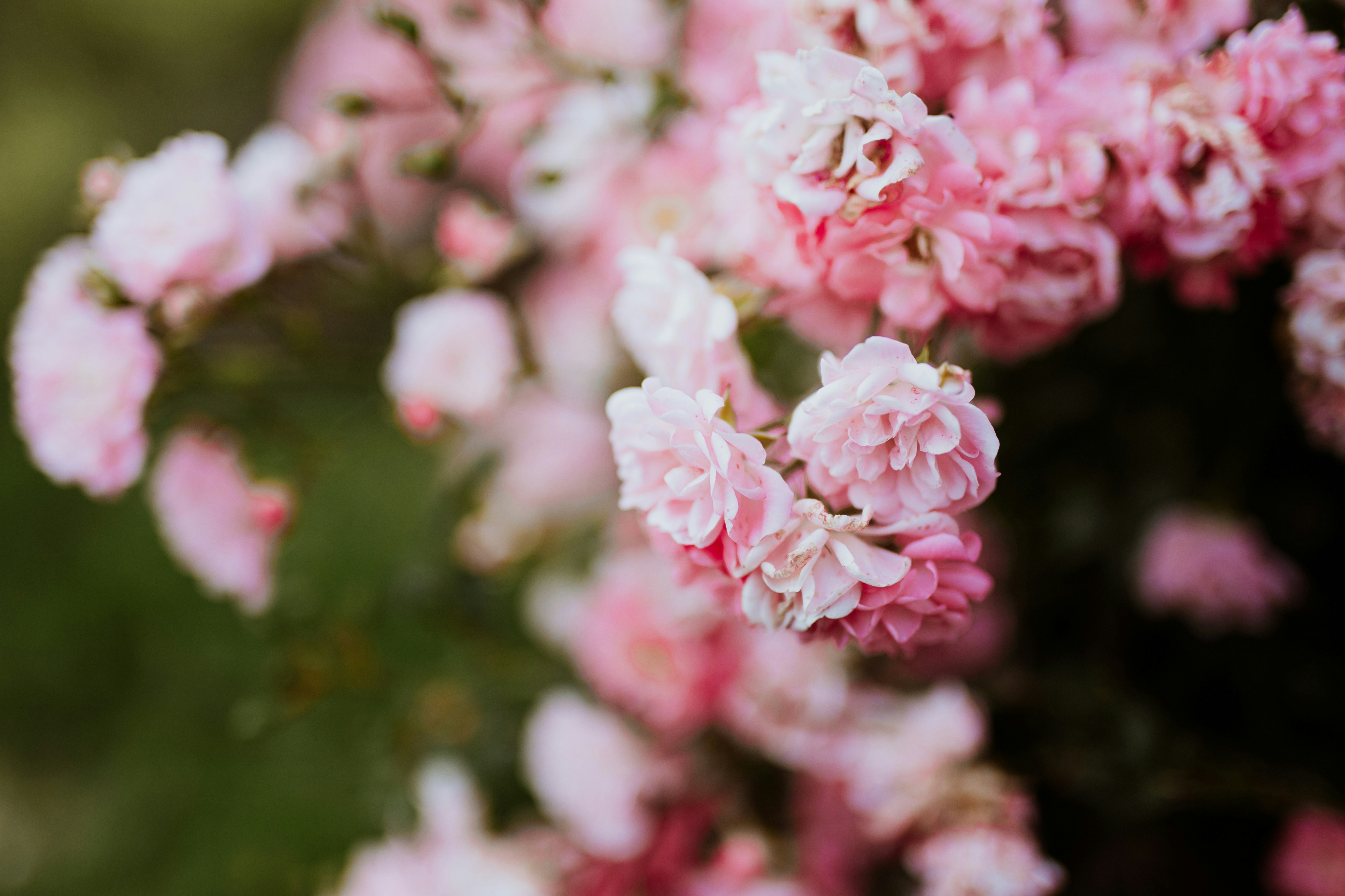 Photo by annabellalifestyle