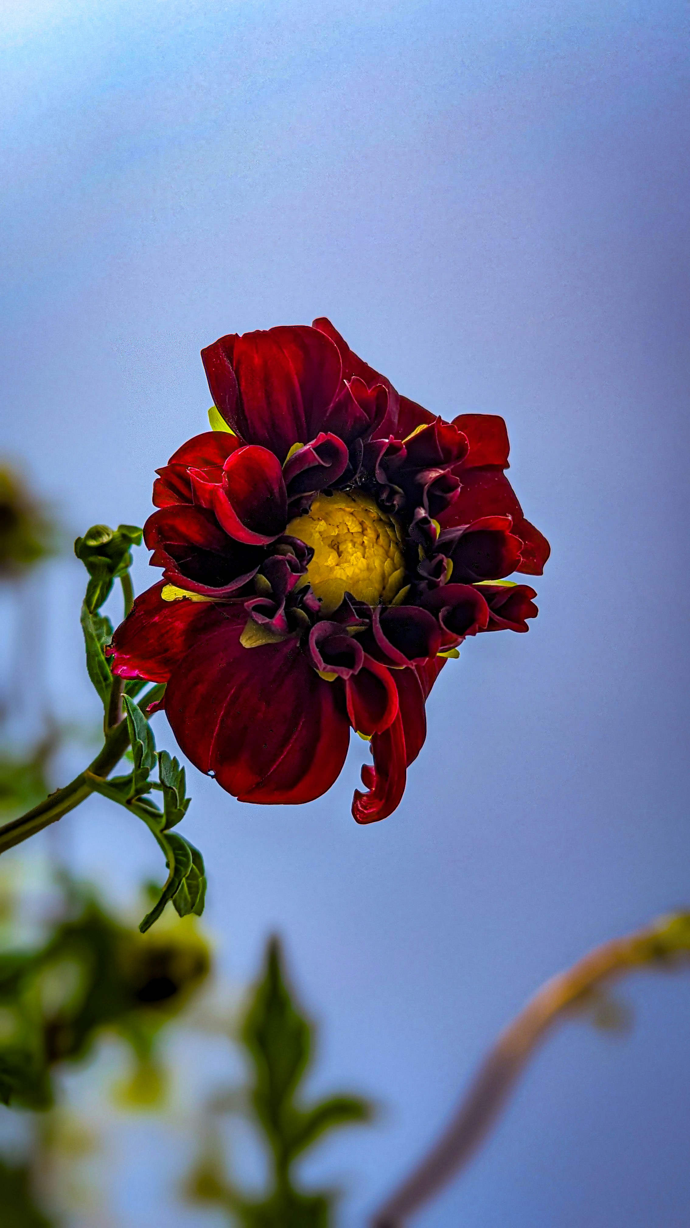 Un fiore rosso con un centro giallo su un ramo