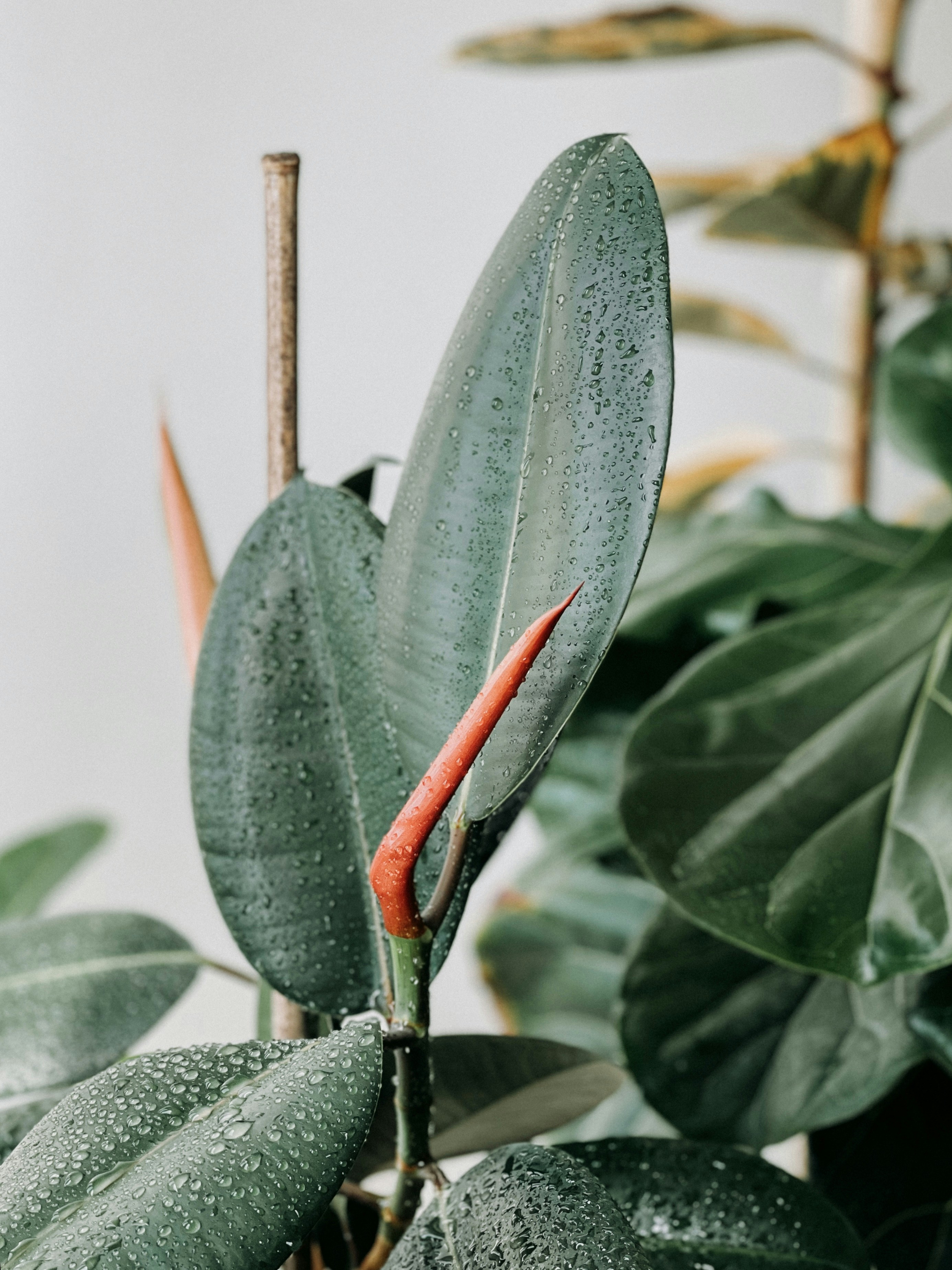 Un primer plano de una planta con gotas de agua