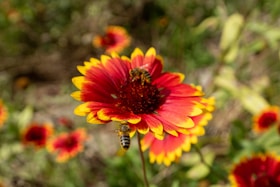A red and yellow flower with a bee on it