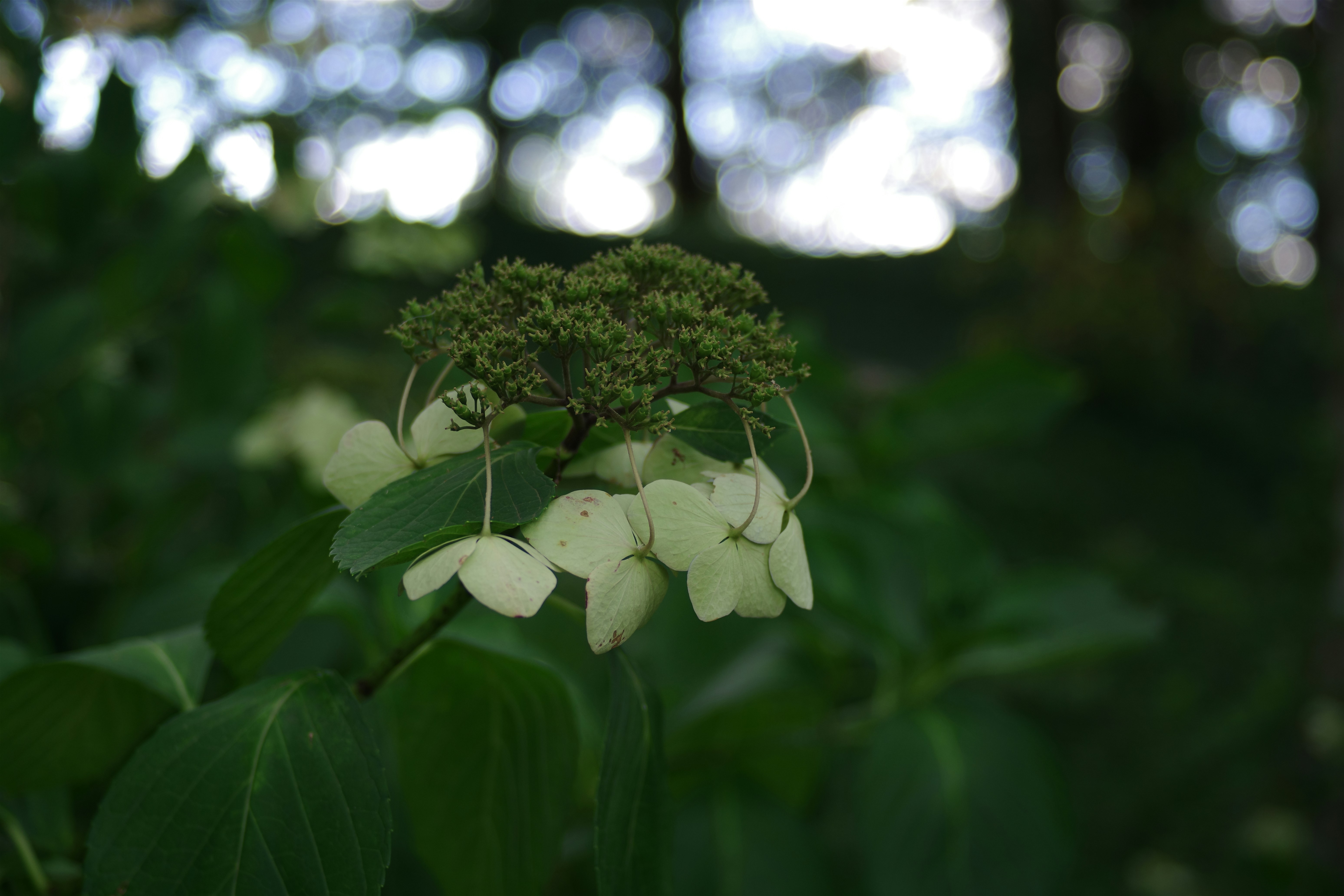 Photo by naopp