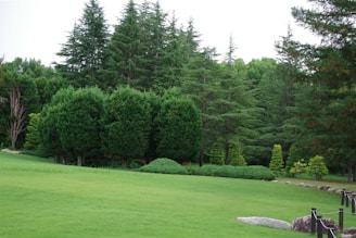 A lush green park with trees in the background