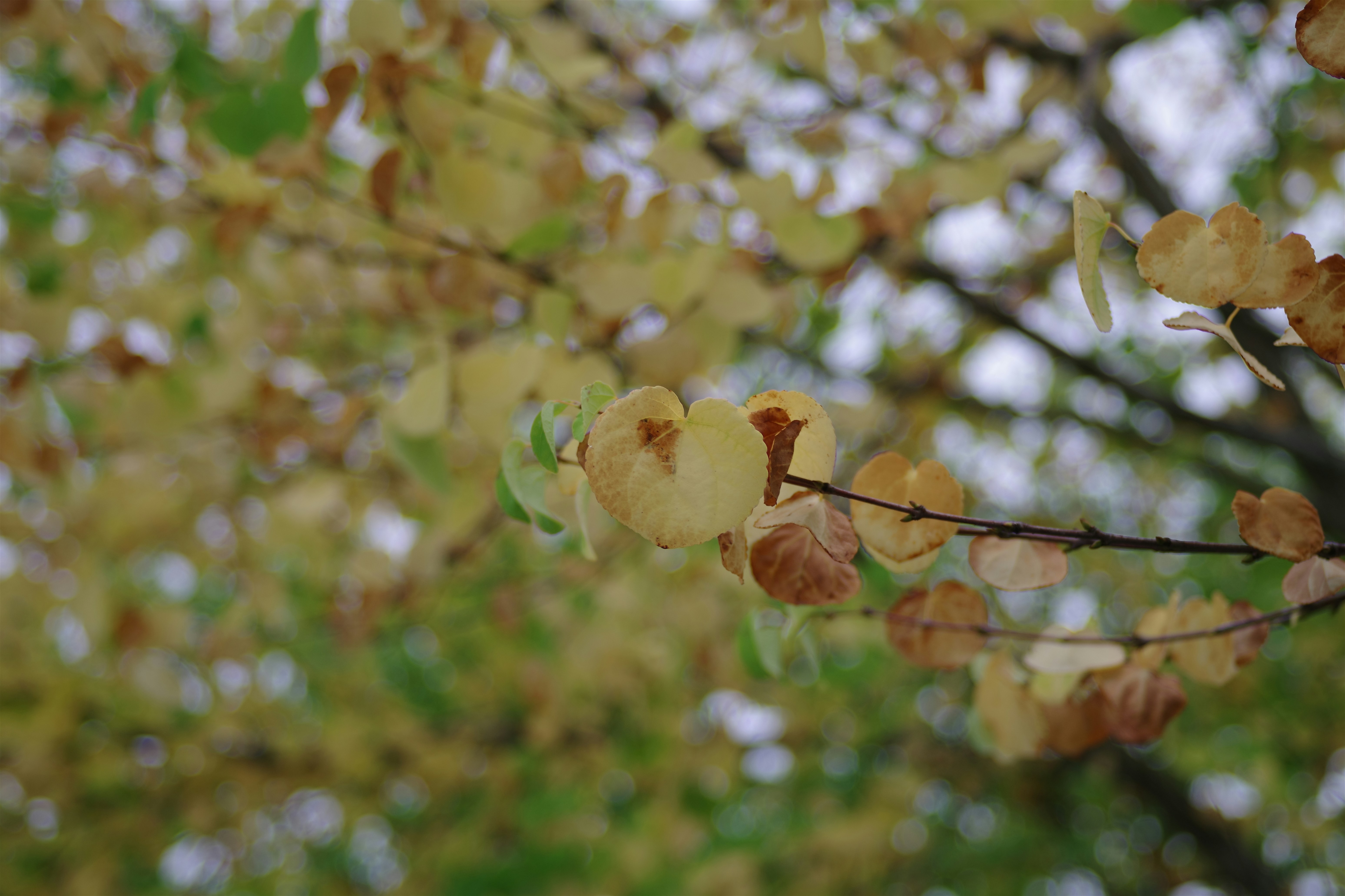 Photo by naopp