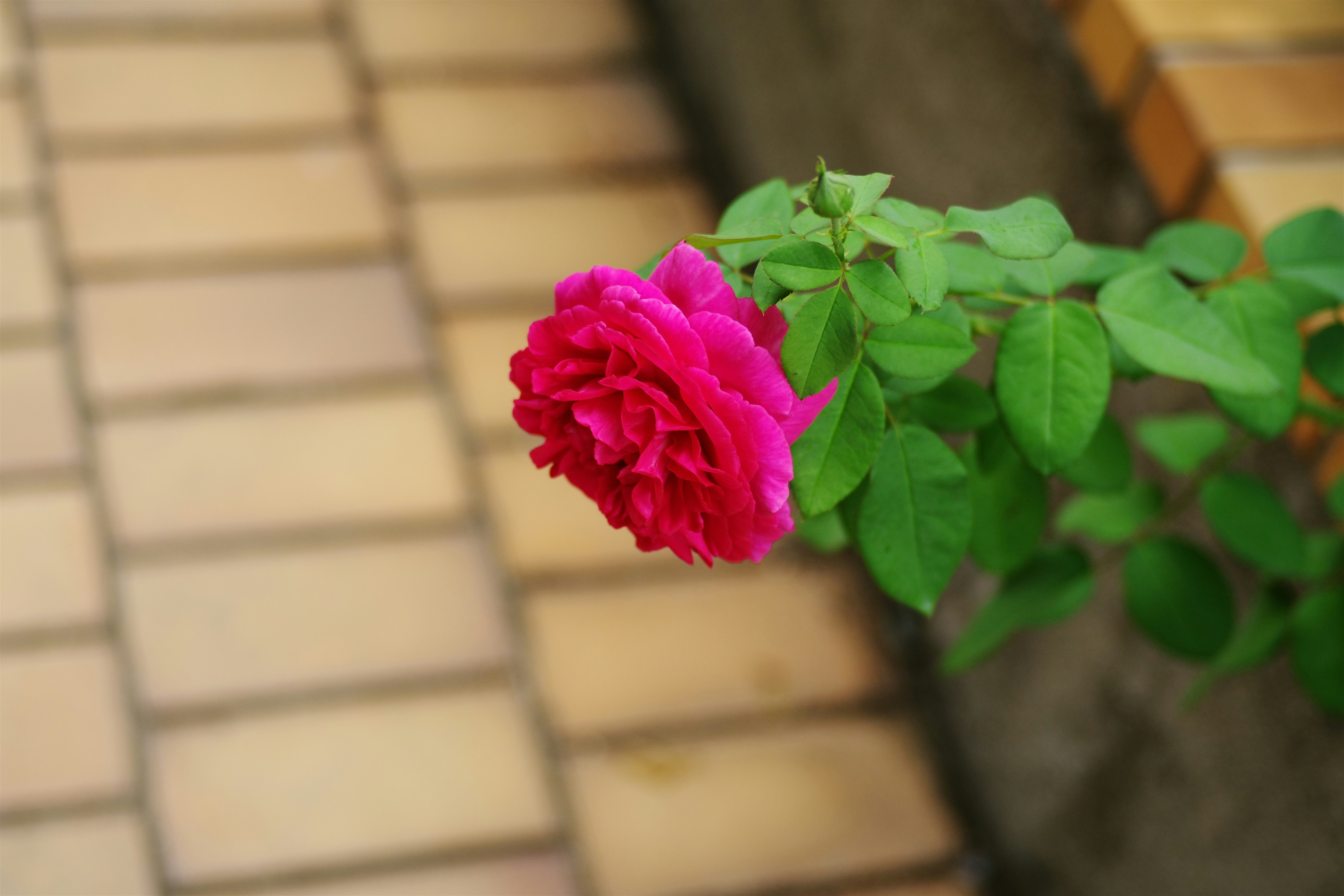 A single pink flower sitting on top of a wooden bench photo – Free 日本 ...