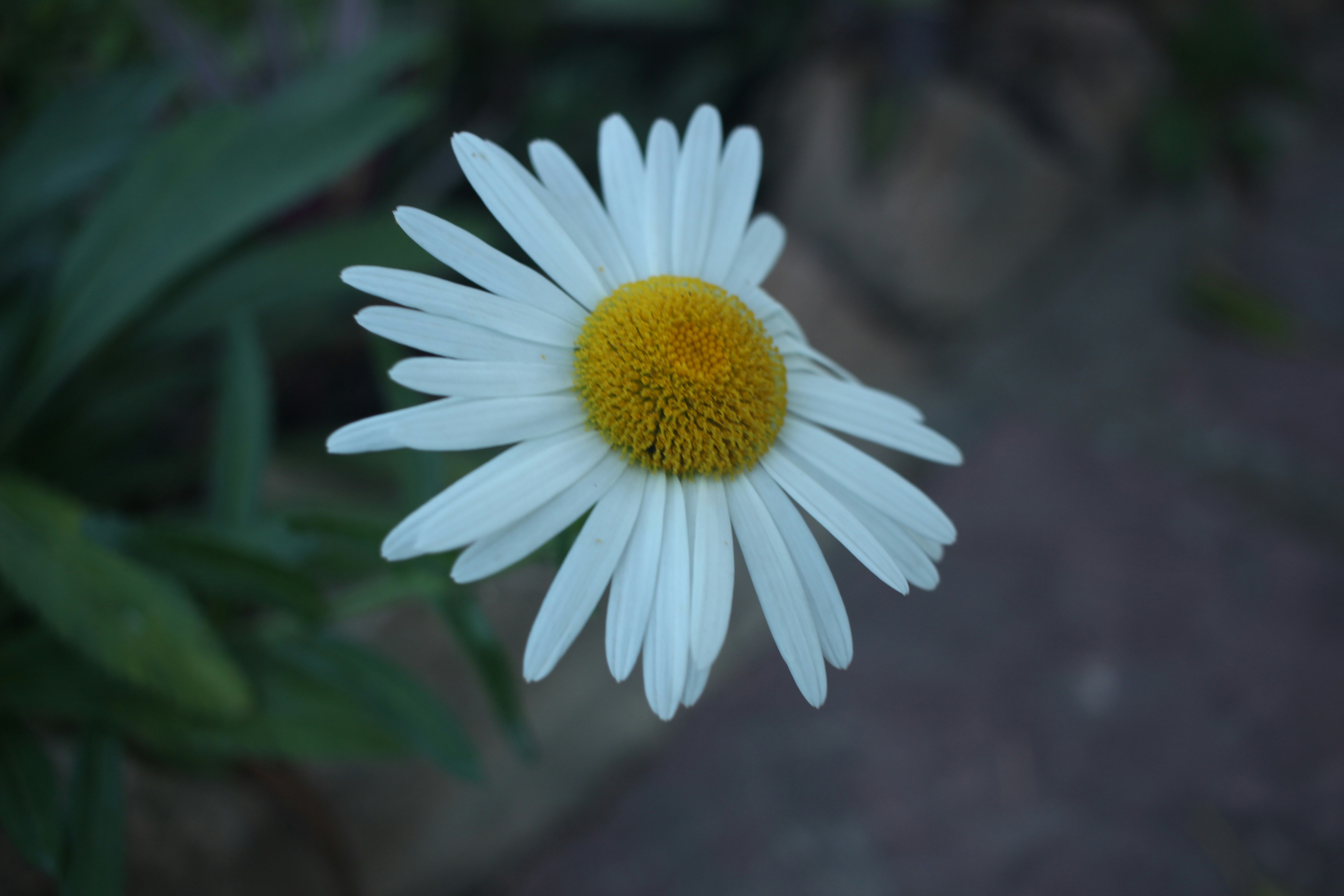 Photo by otaciliomaia