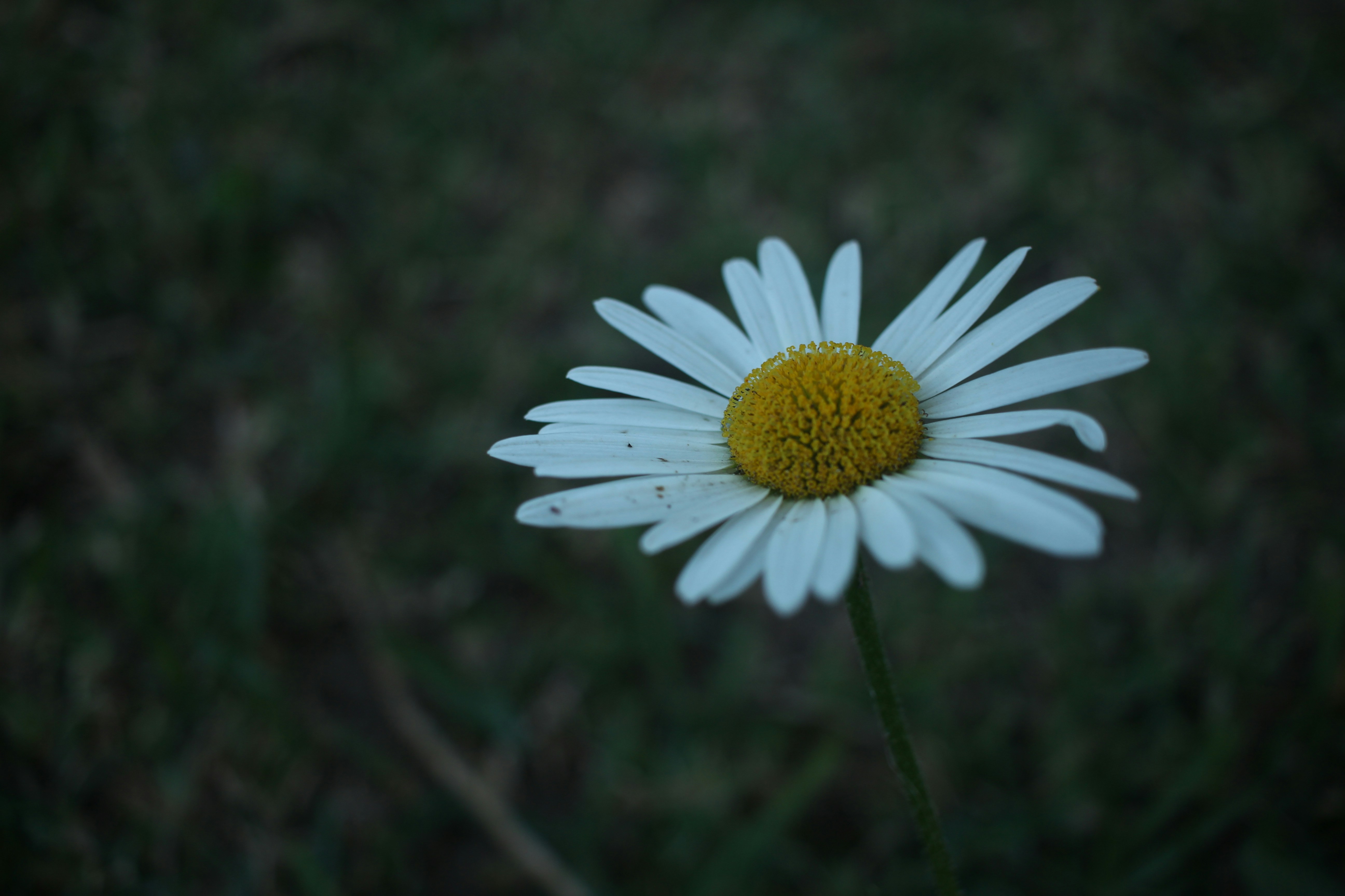 Photo by otaciliomaia