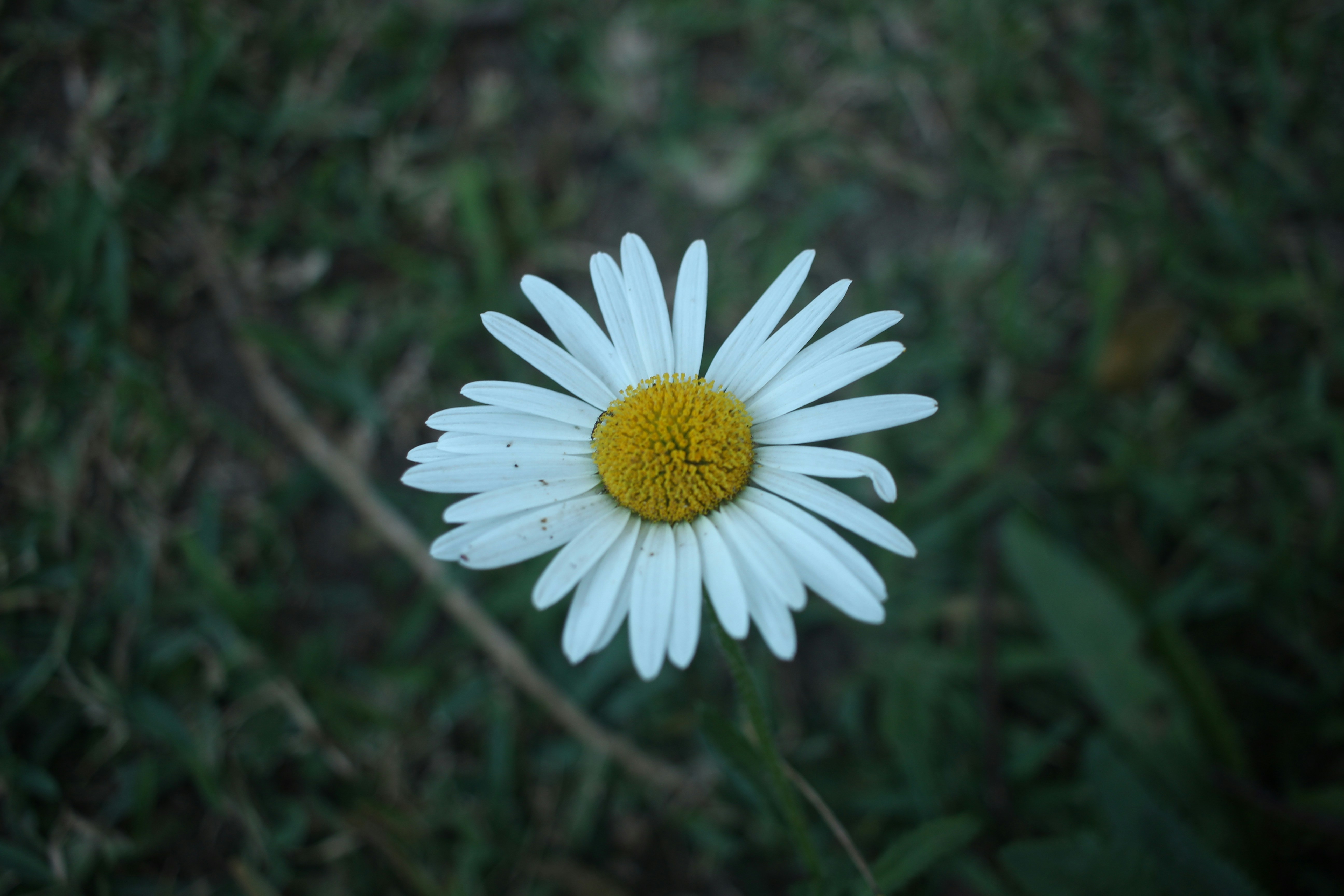 Photo by otaciliomaia